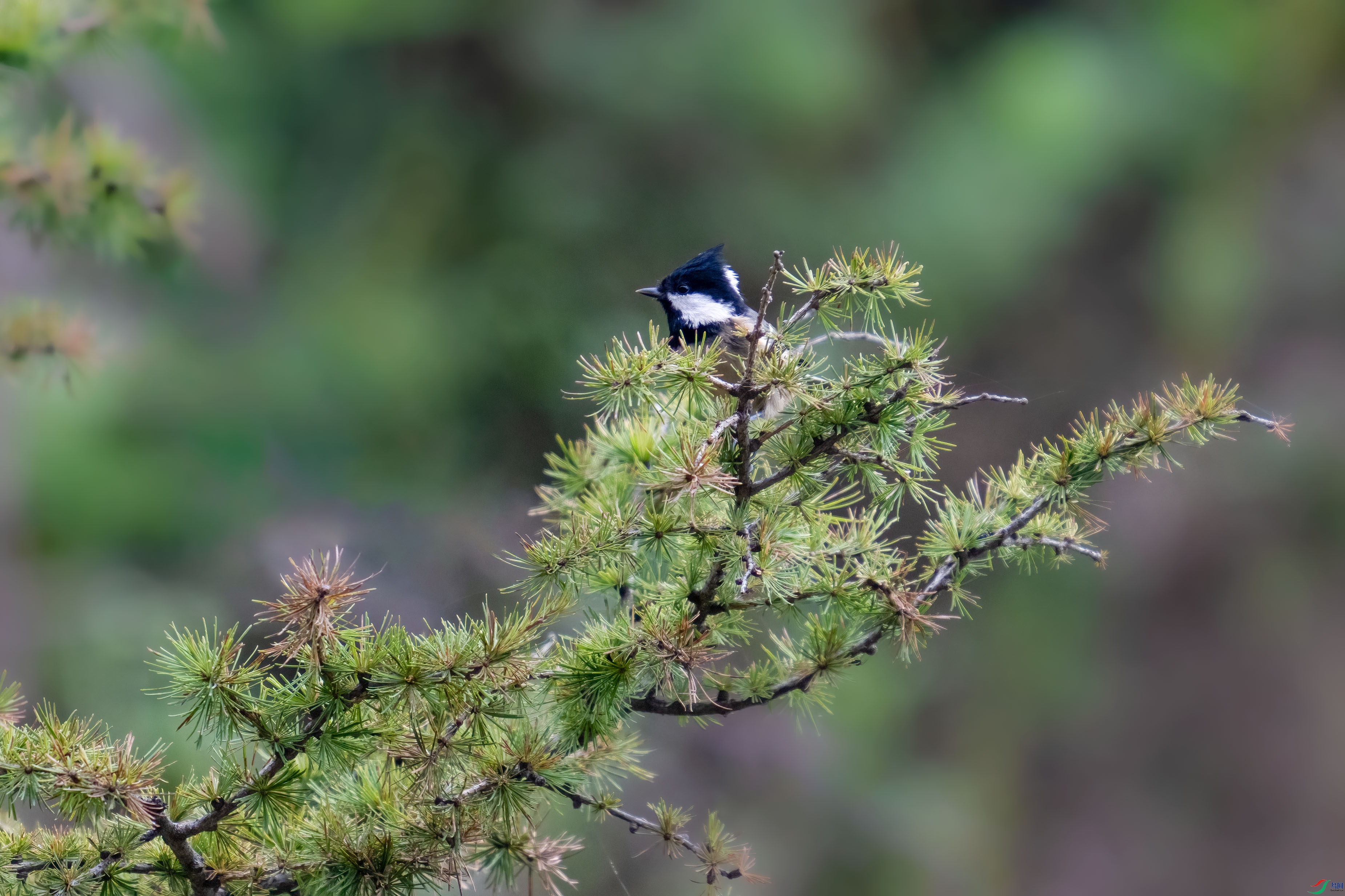 _DSC3162.jpg