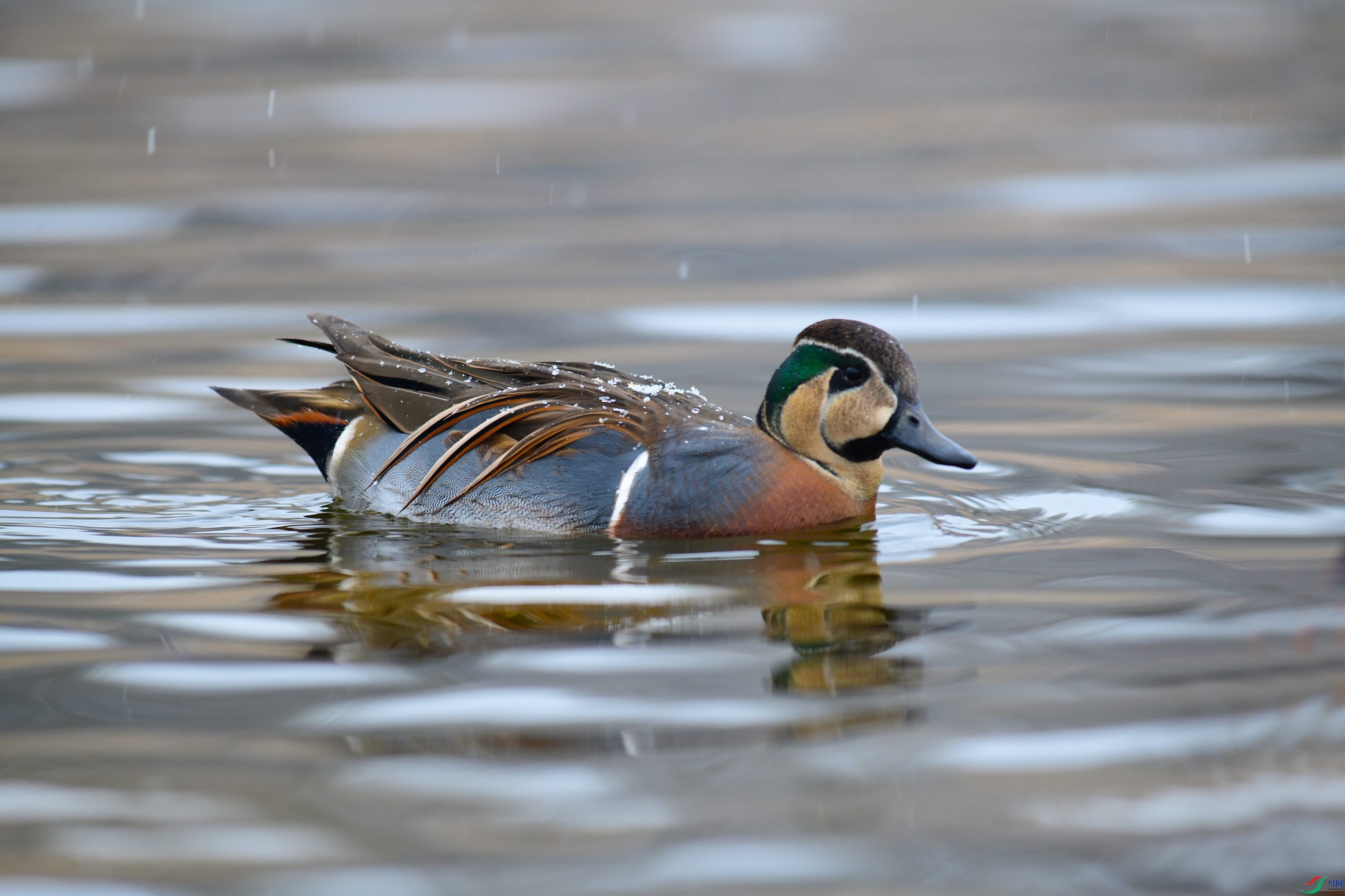 DSC_4378.JPG