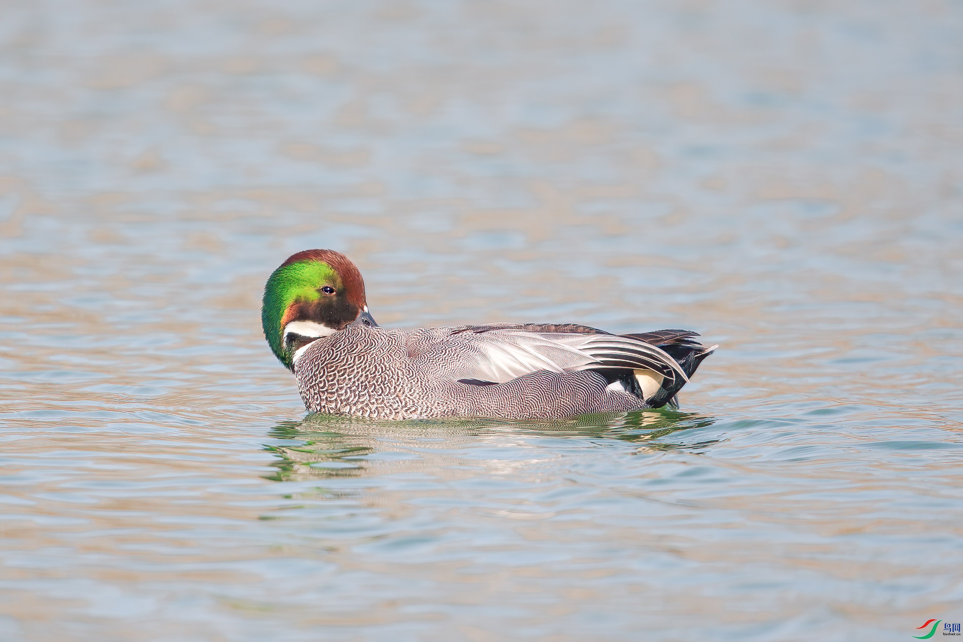 AQ4P5471-1.jpg