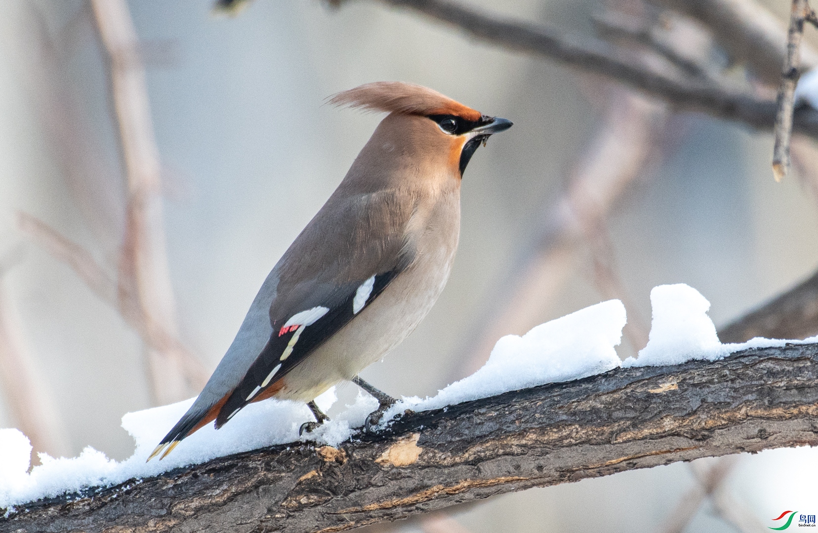 DSC_0667.jpg