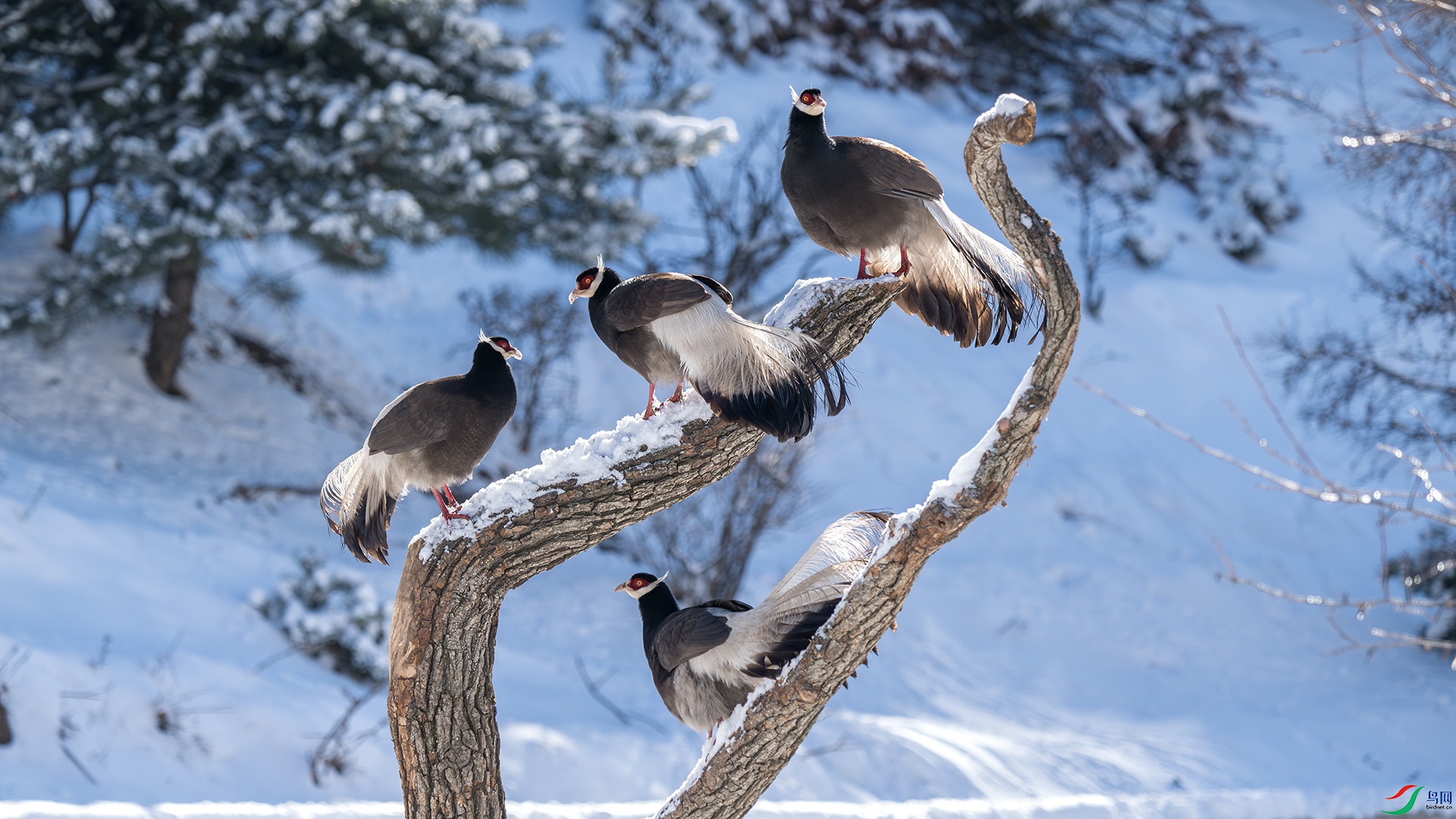 DSC_7945-����ǿ-NR.jpg04.jpg