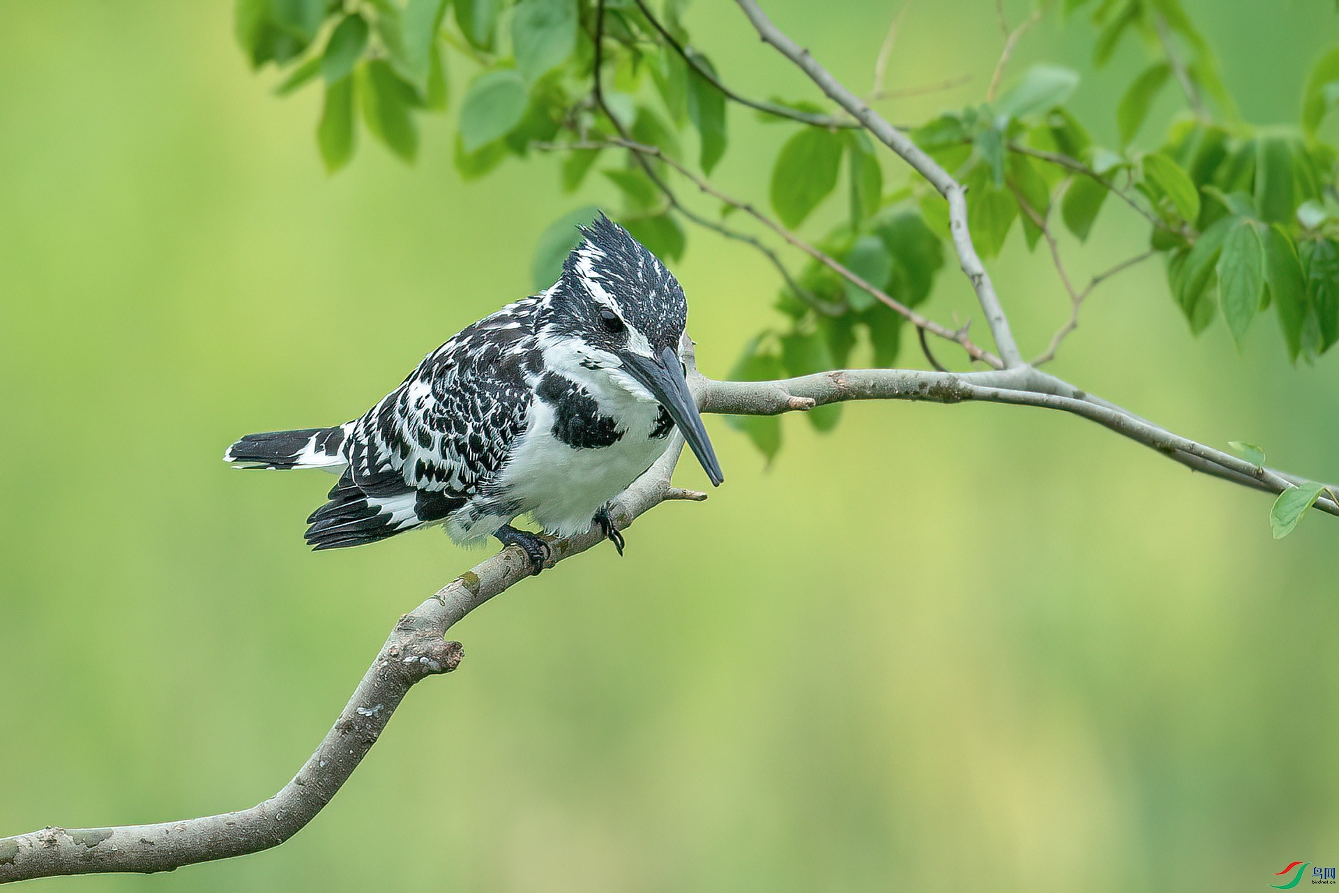DSC_3971.jpg