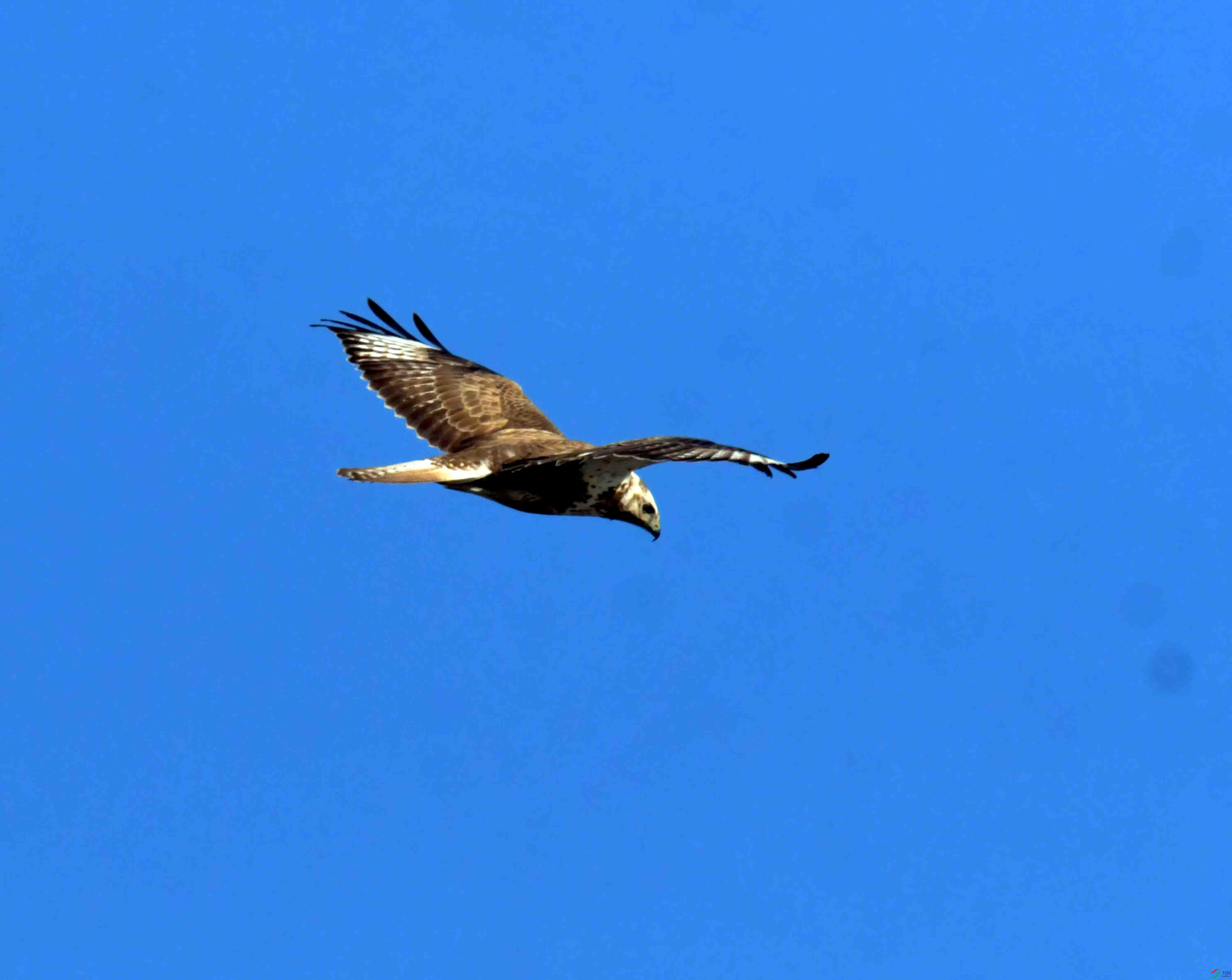 DSC_2585.JPG