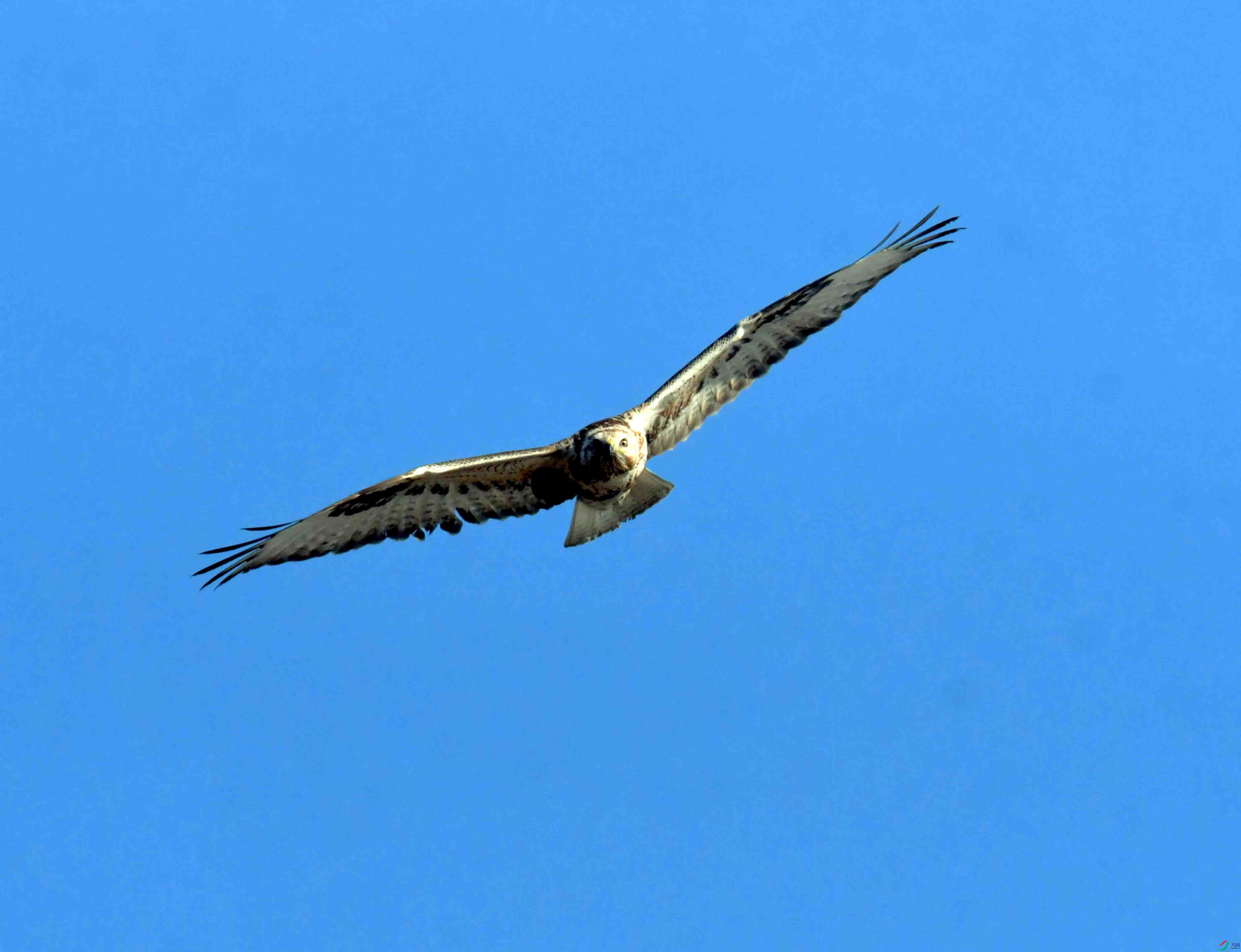 DSC_2593.JPG