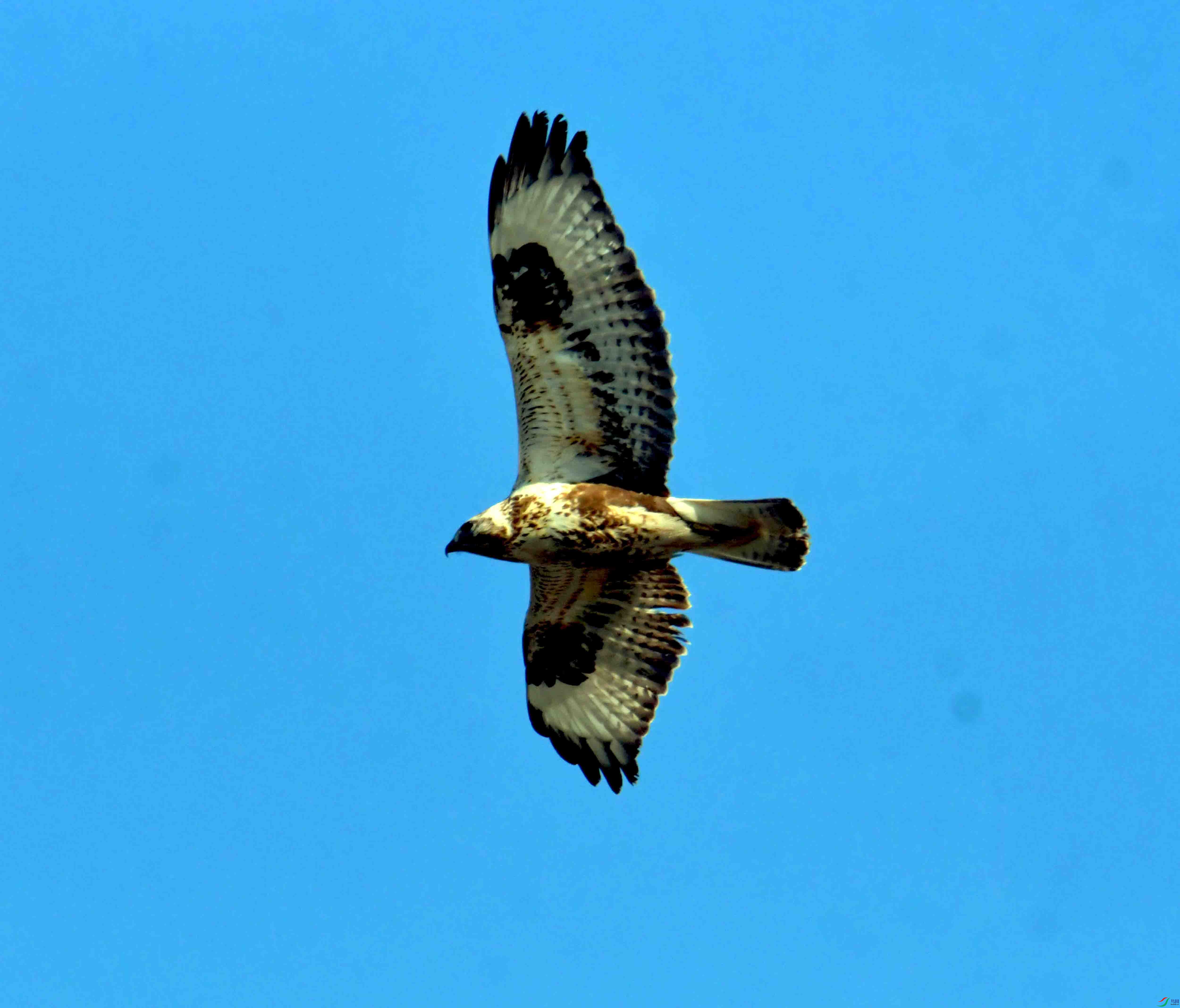 DSC_2598.JPG