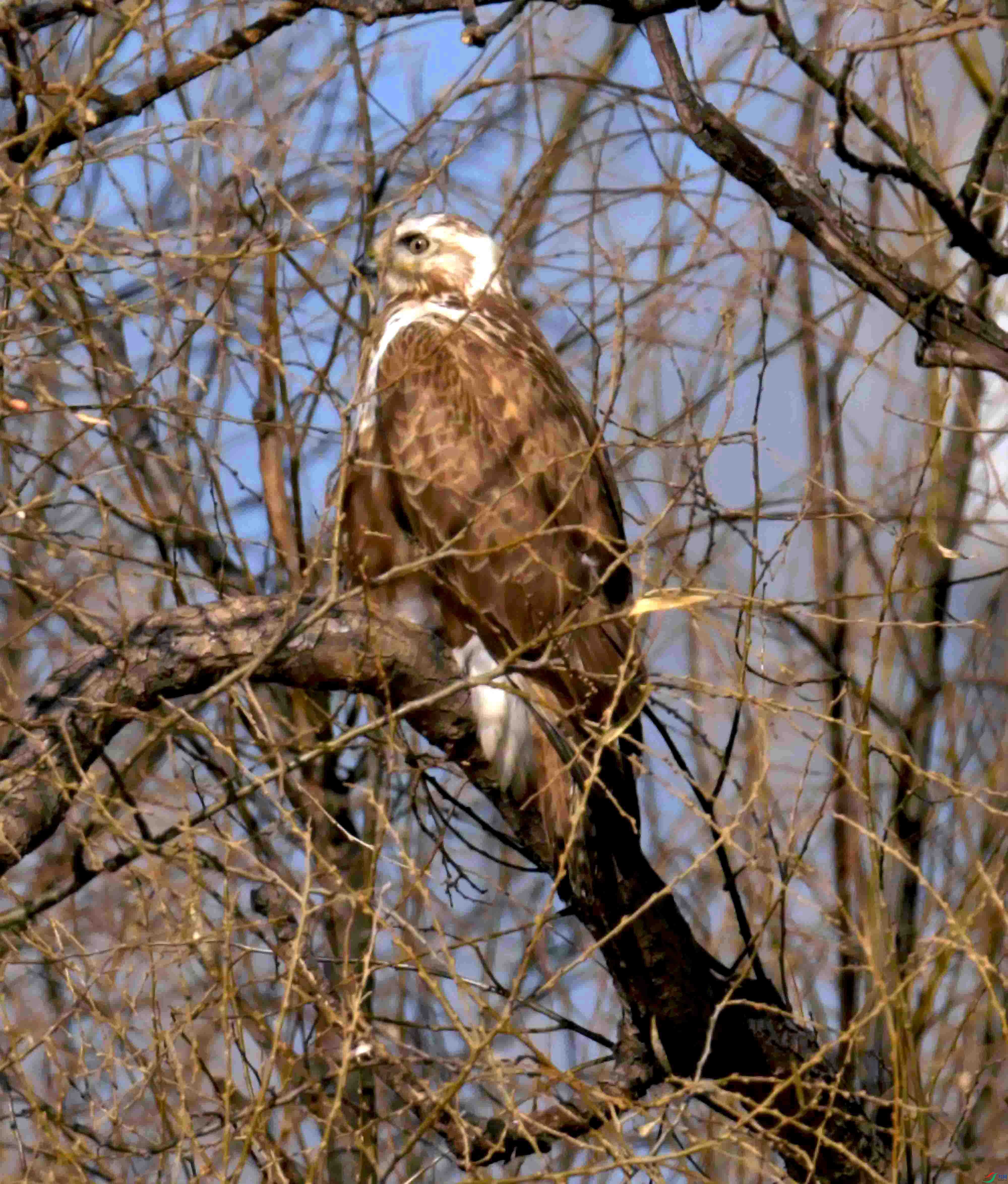 DSC_2871.JPG