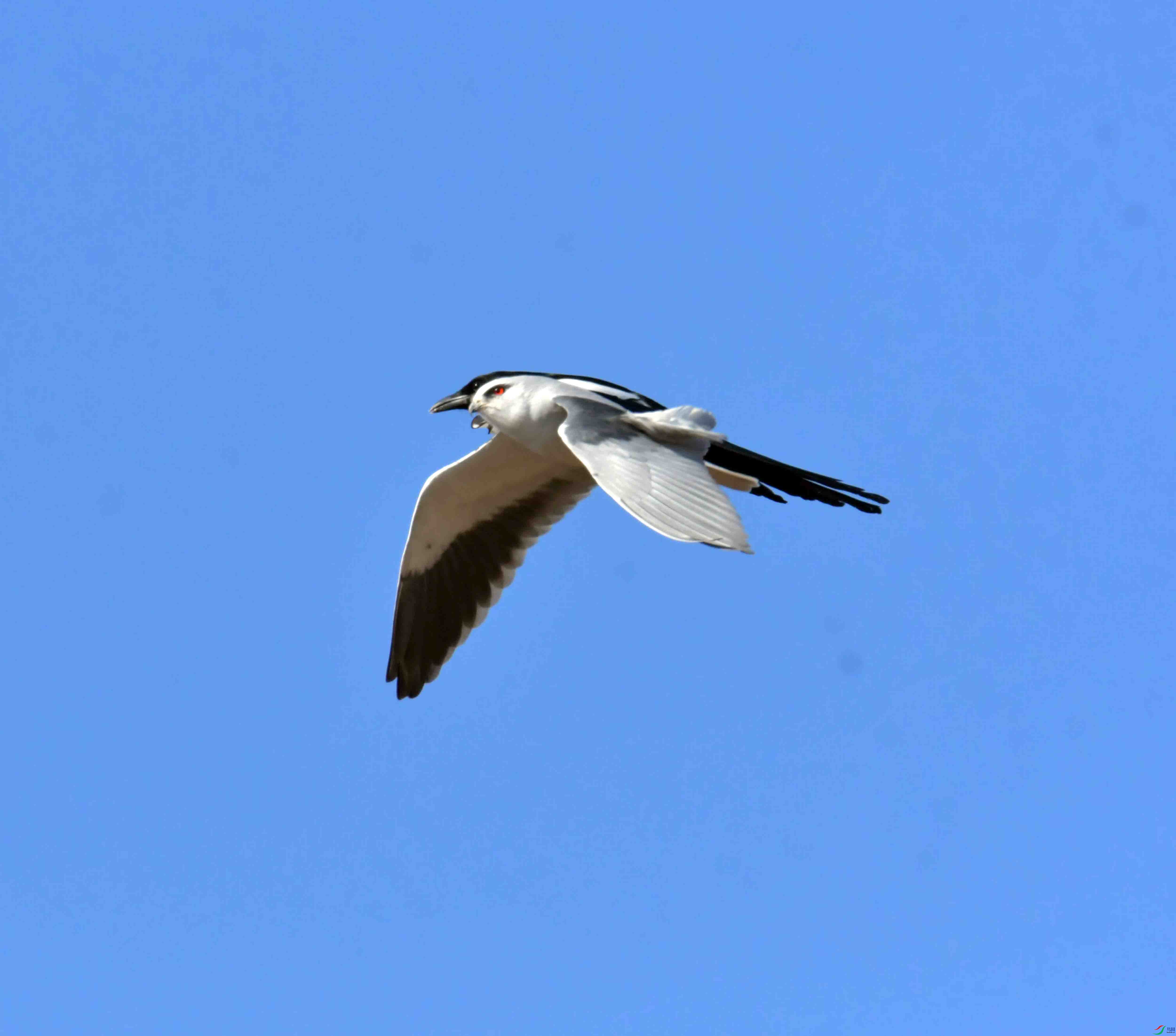 DSC_0993.JPG