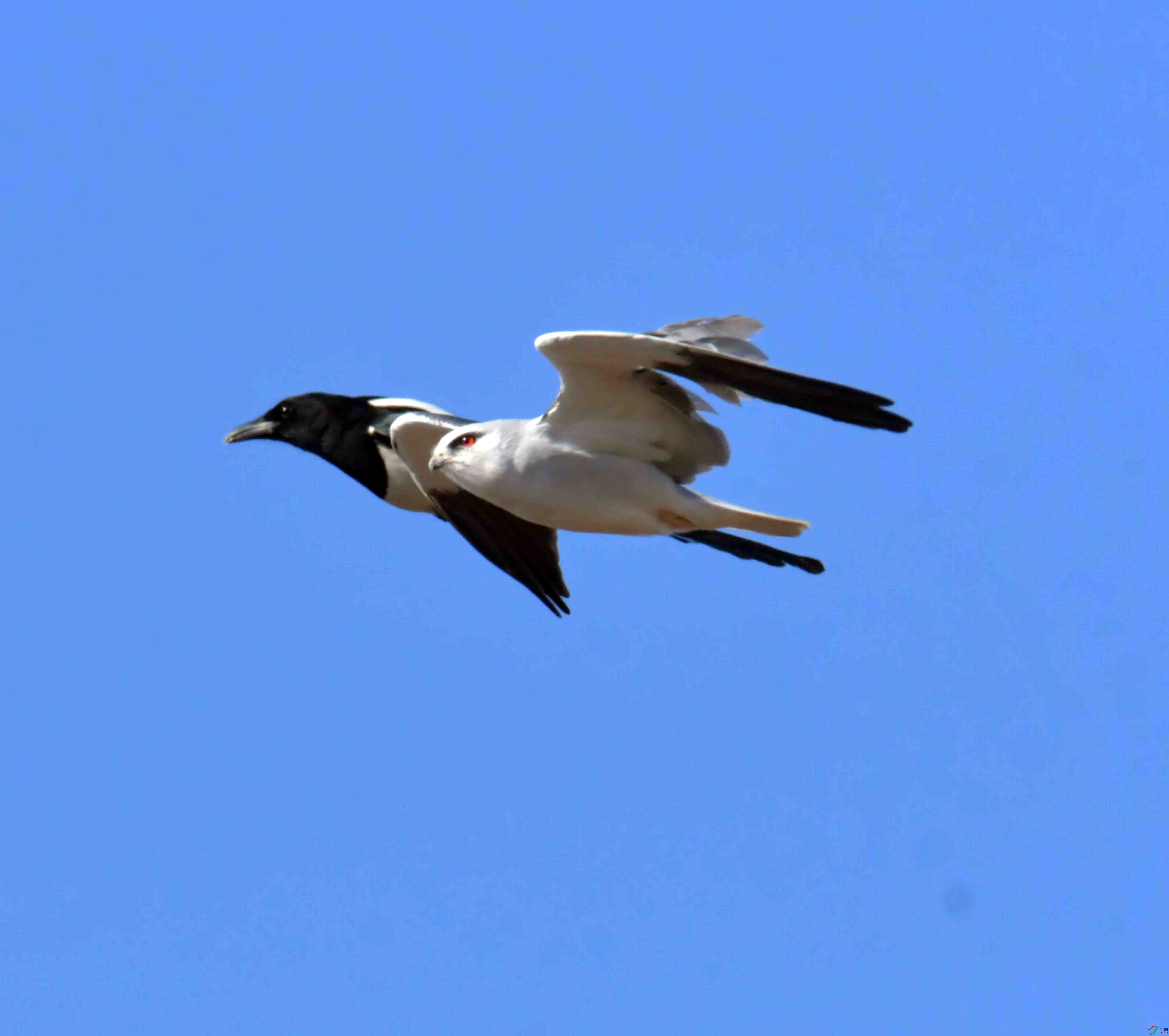 DSC_0994.JPG