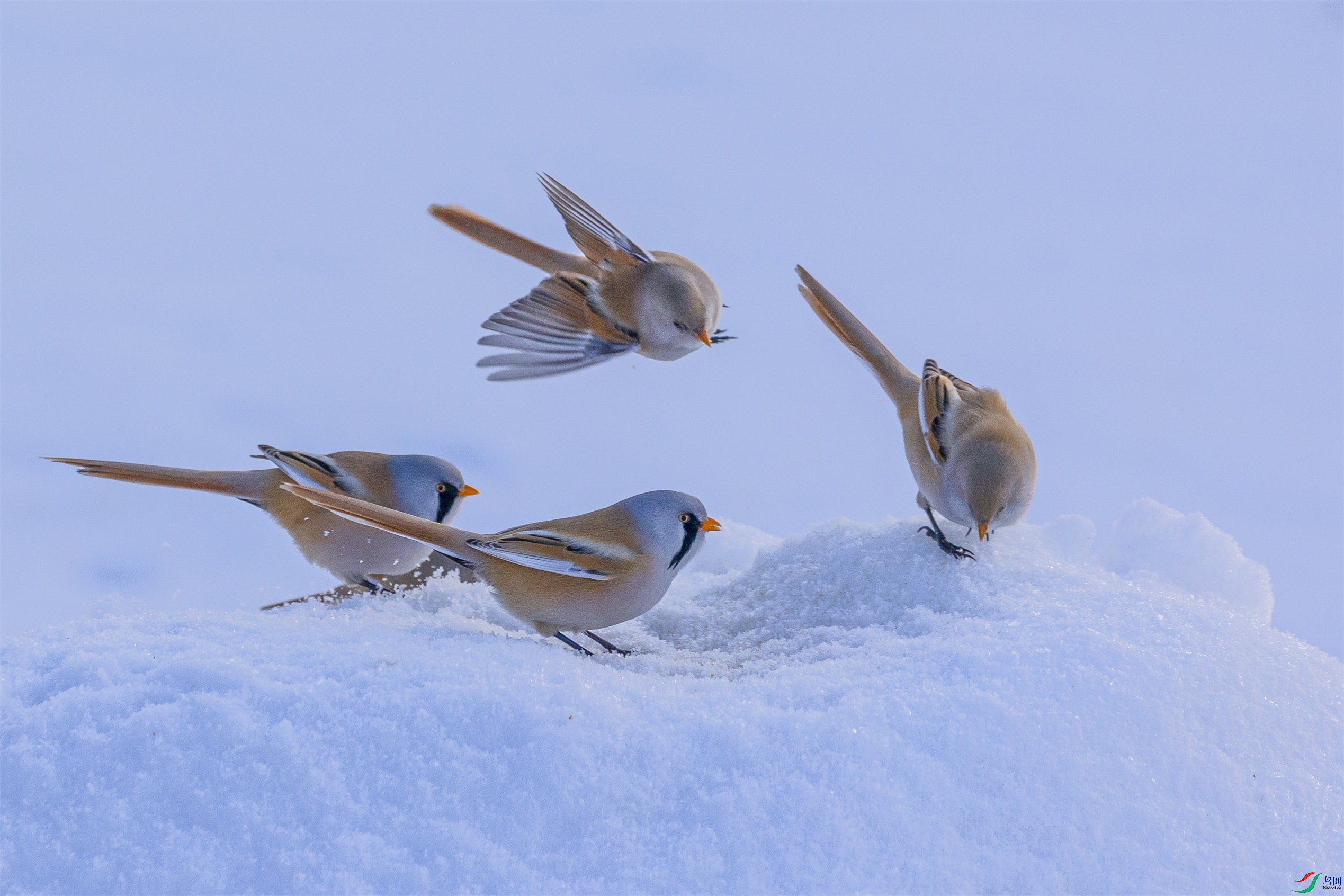 1K3A6466 ����1.jpg