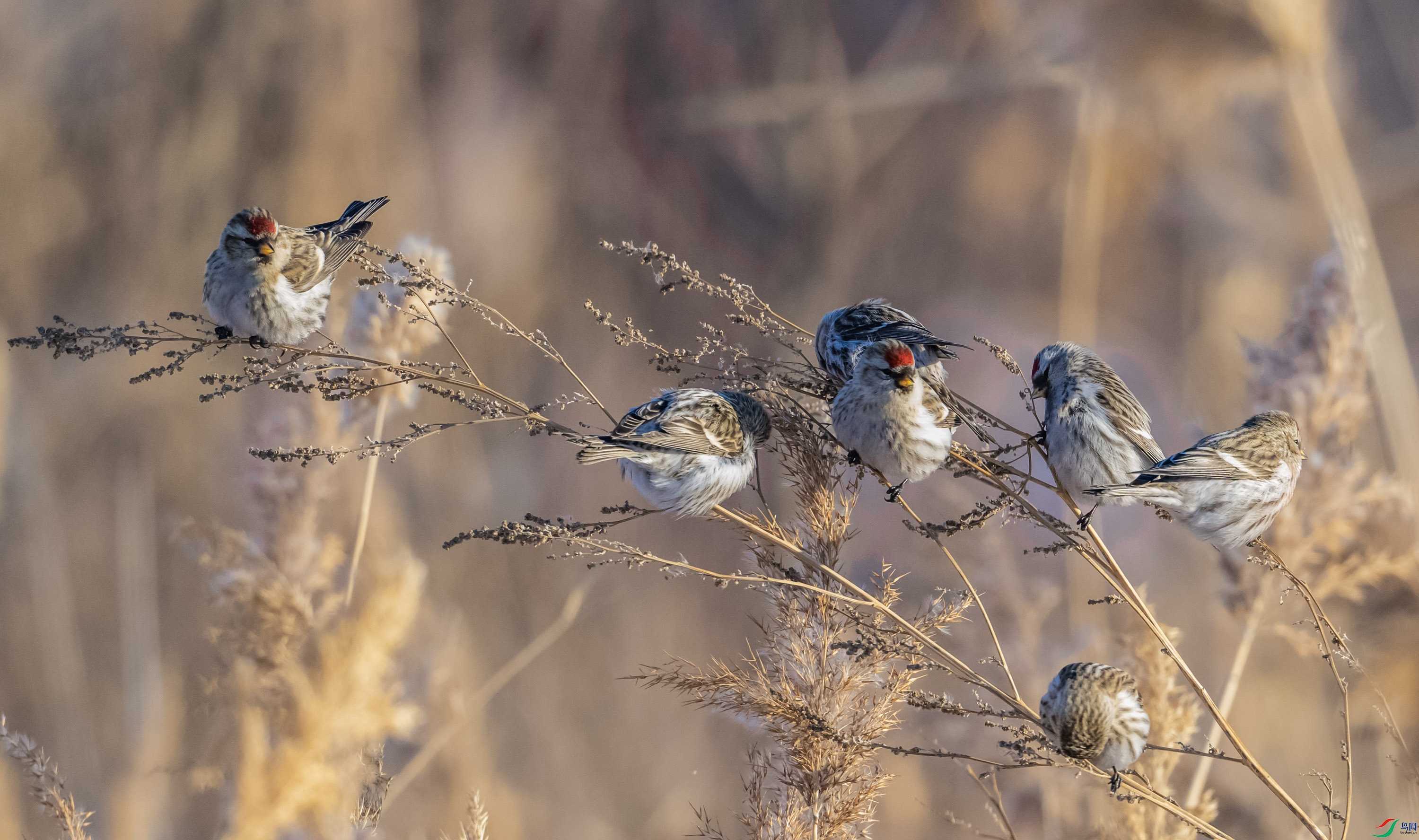 �����춥ȸ