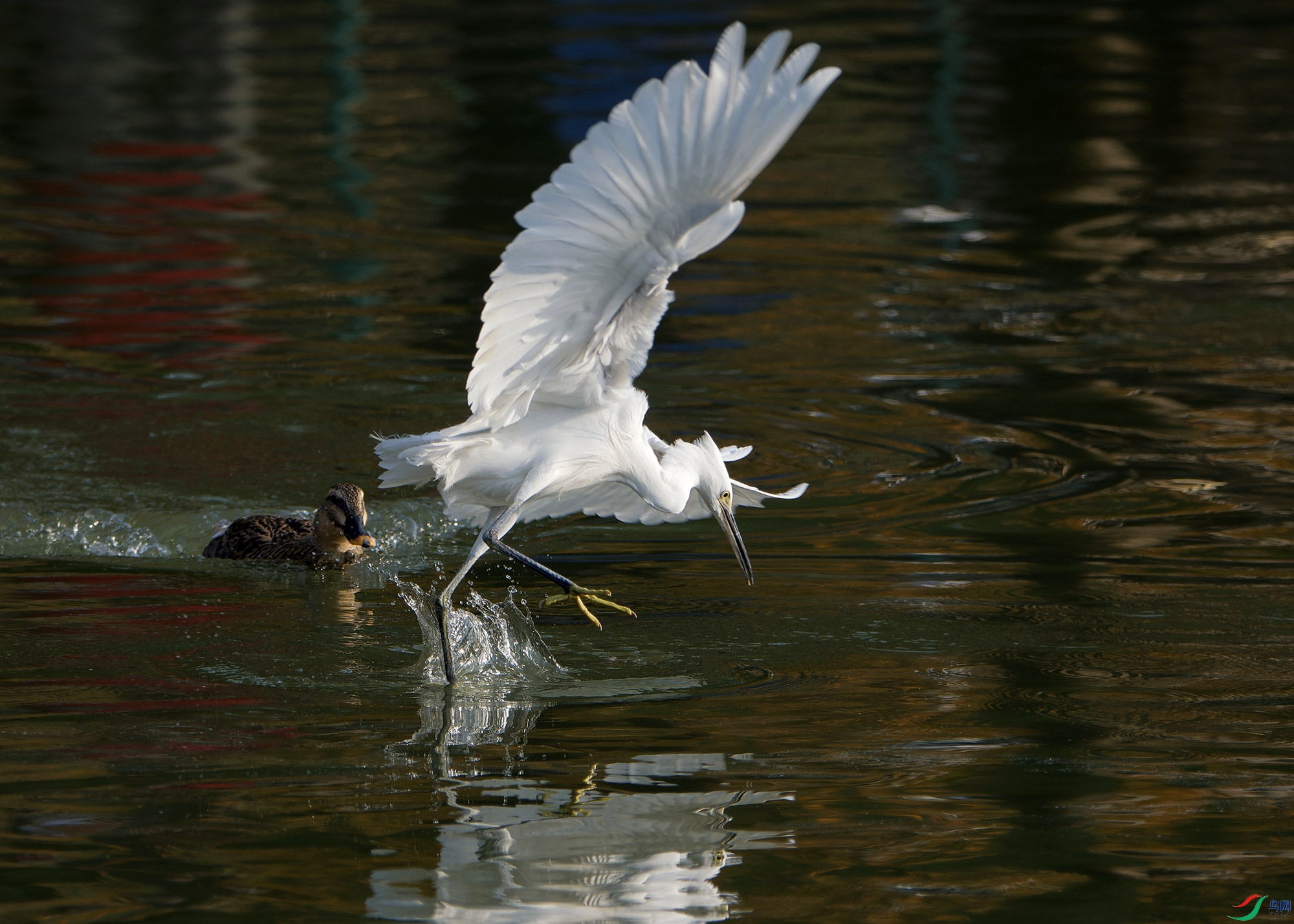 DSC_5966.jpg