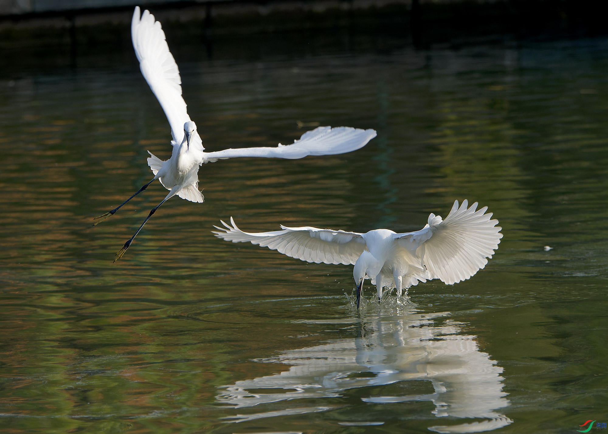 DSC_5987.jpg