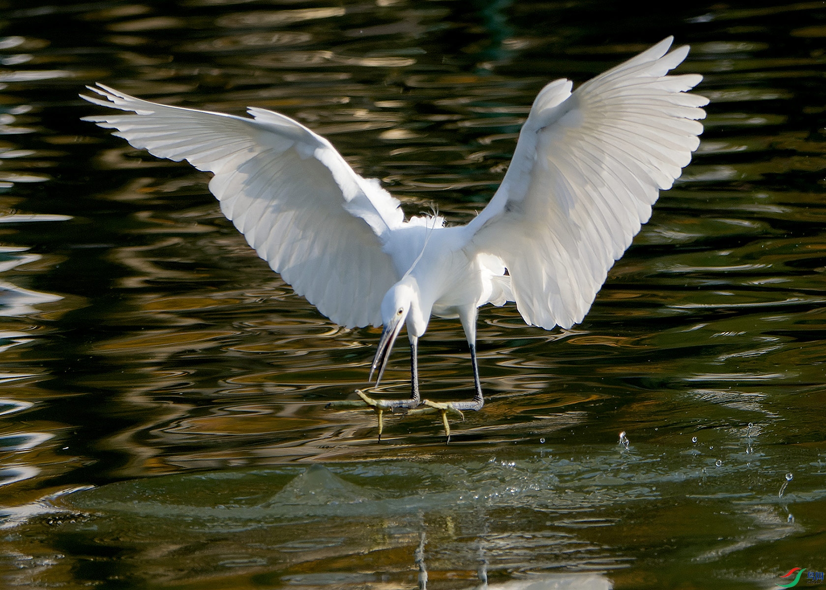 DSC_6002.jpg