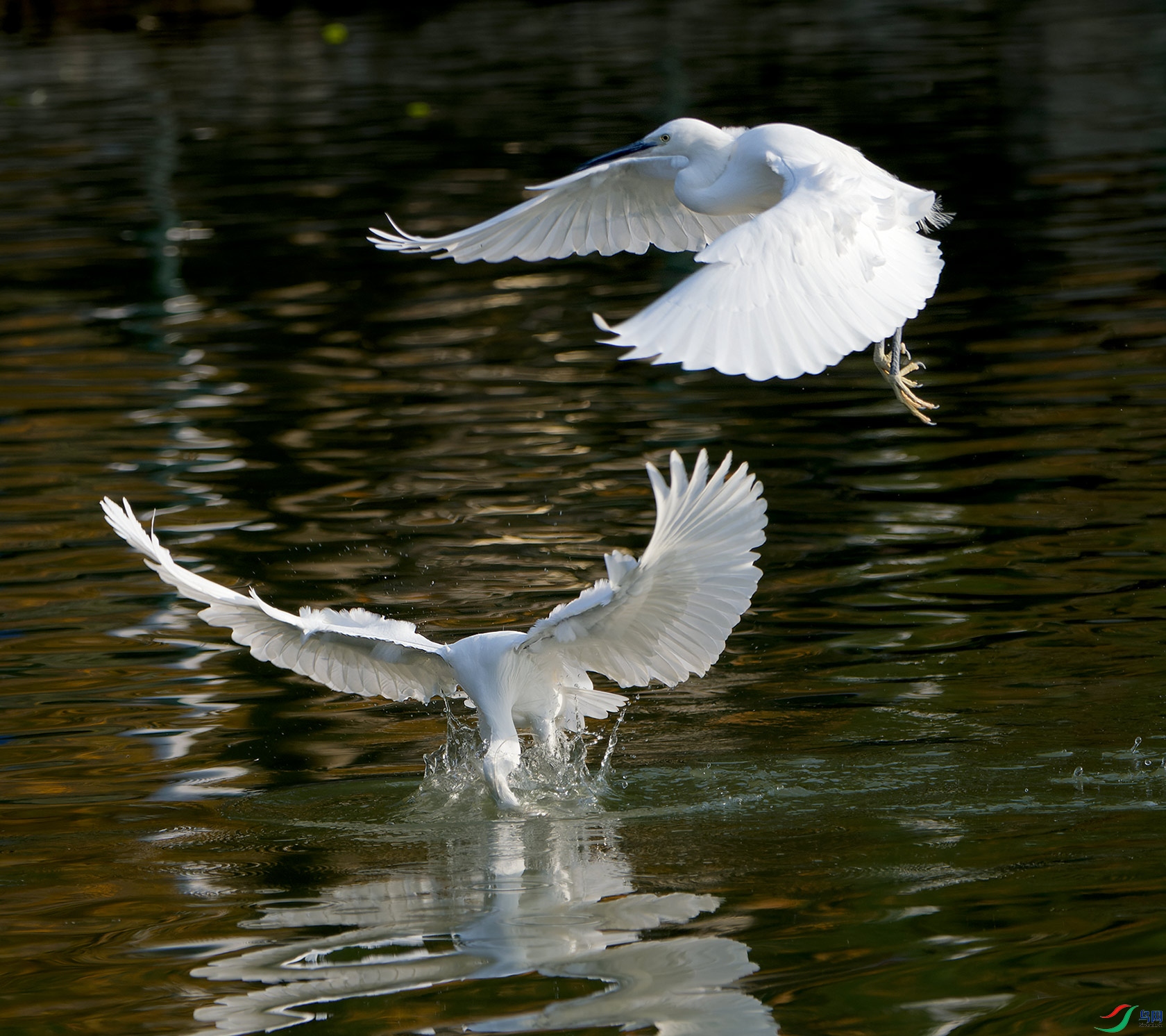 DSC_6003.jpg