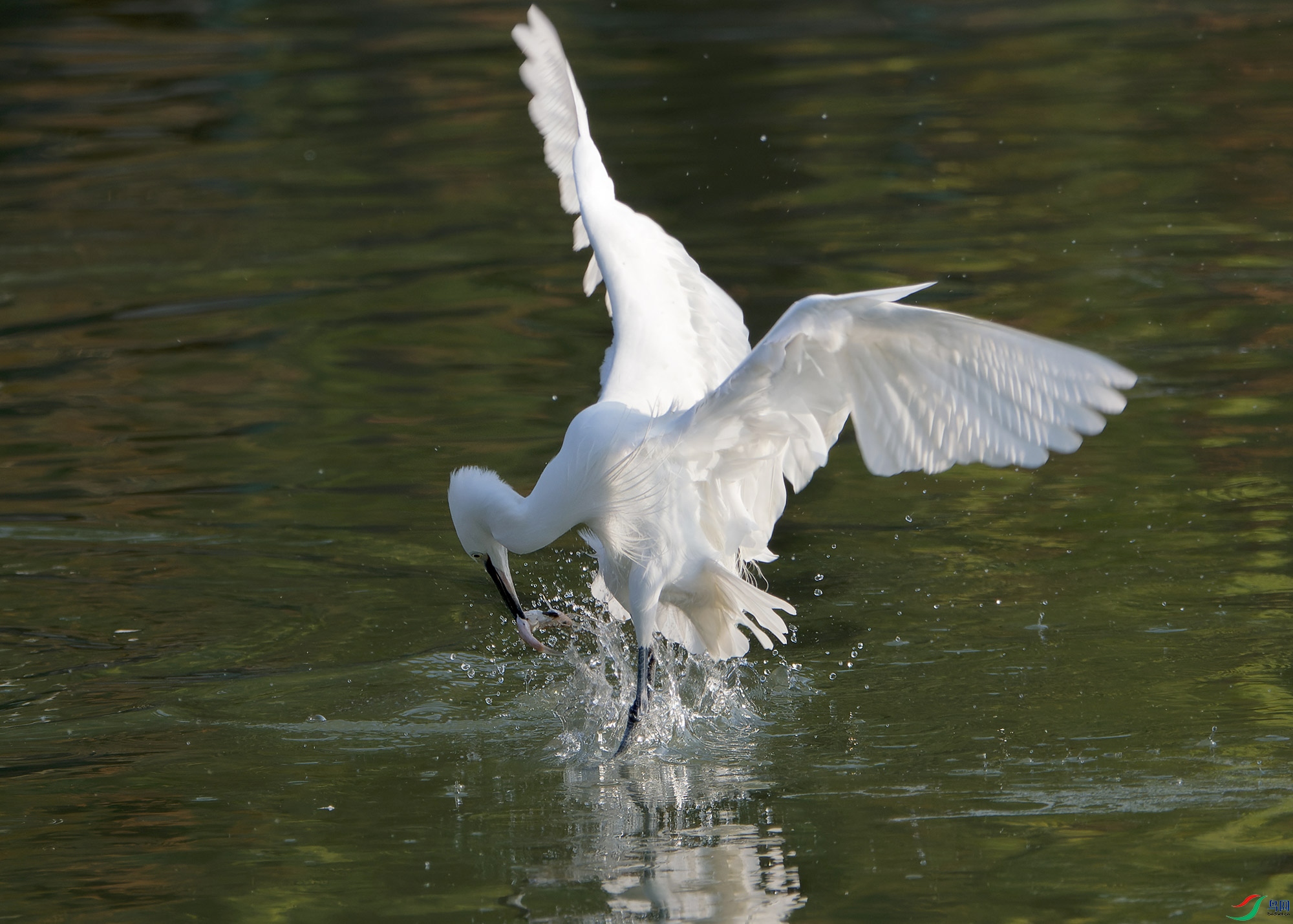 DSC_6020.jpg