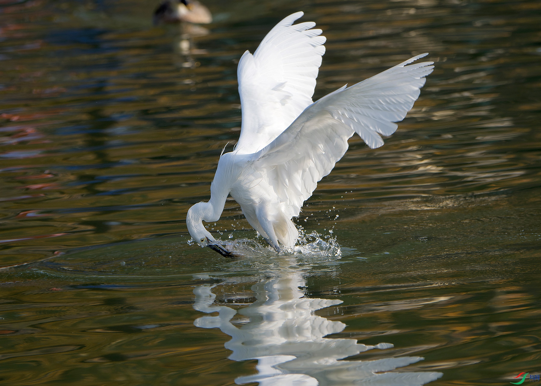 DSC_6065.jpg