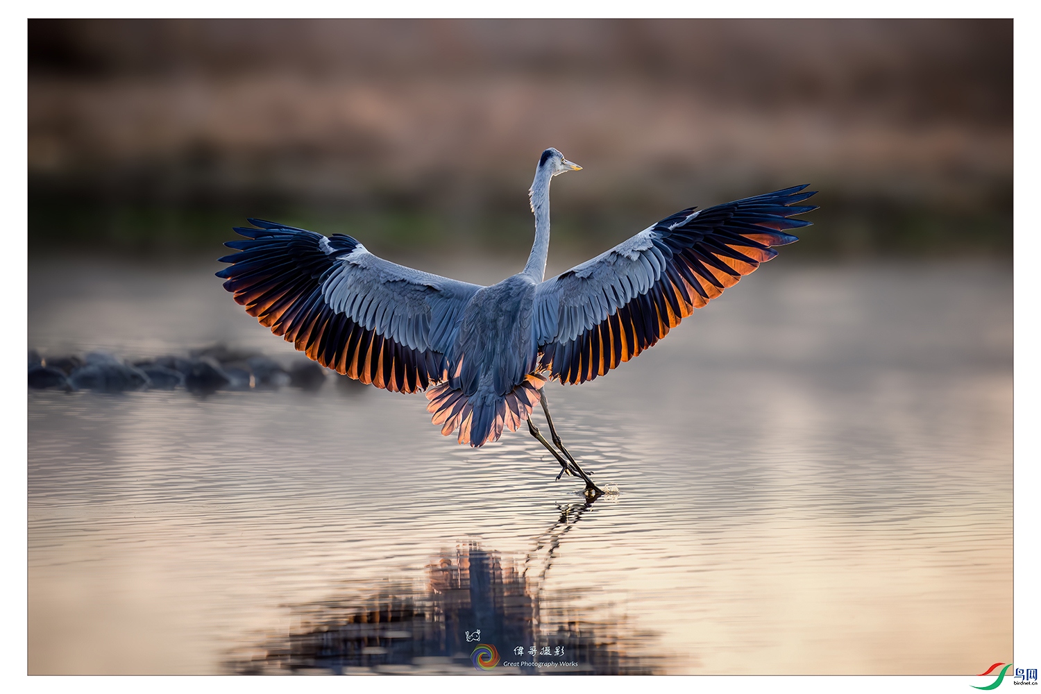 LZW01766-����ǿ-NR ����.jpg