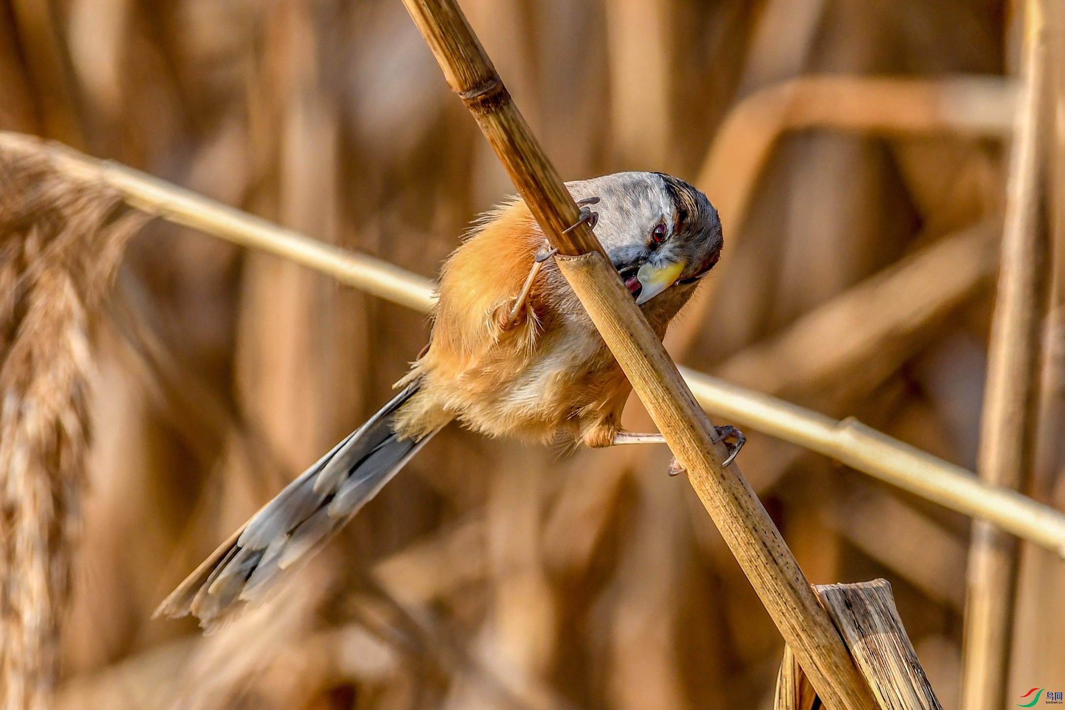 DSC_7381 ����.jpg