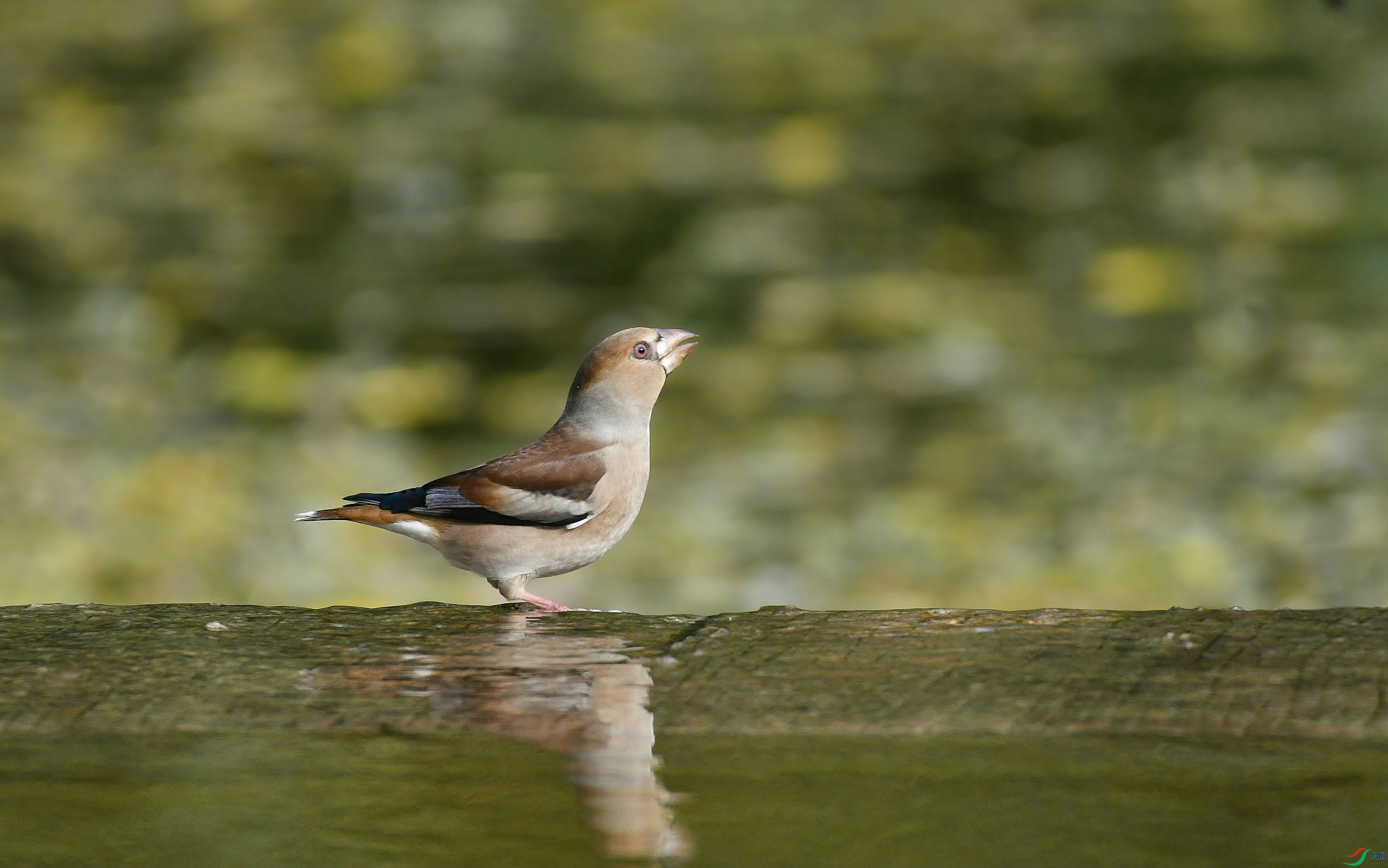 DSC_8429.JPG