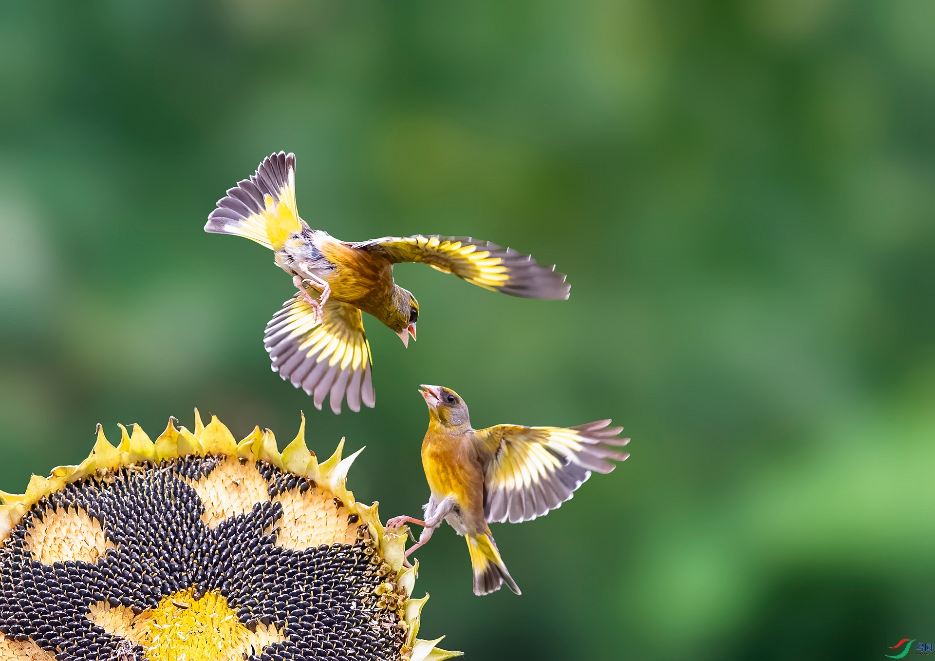 DSC_6150 ����_����.jpg