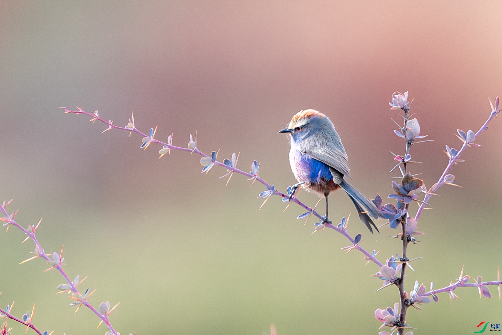 AY8I0058-����ǿ-NR ����.jpg