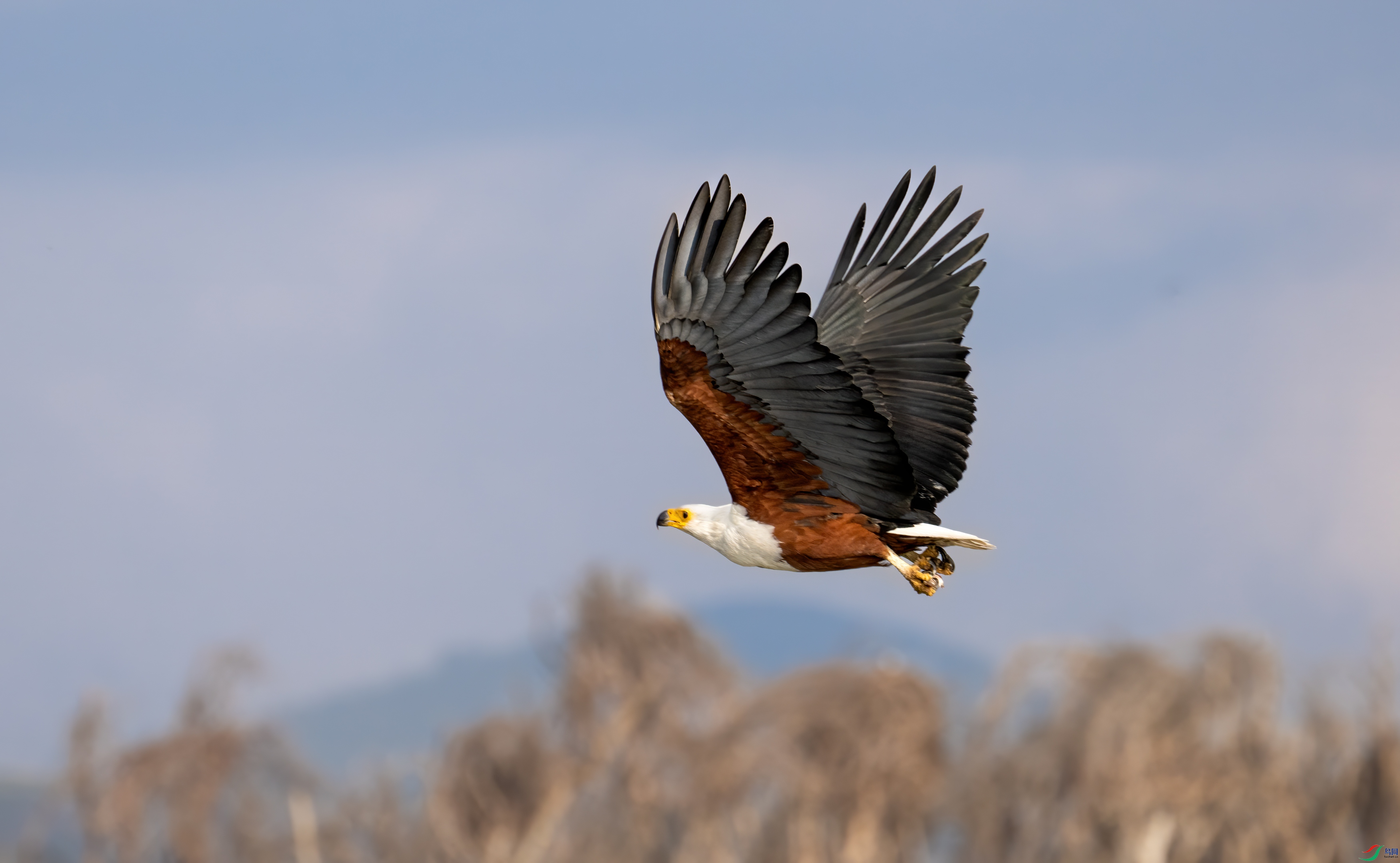 DSC_6412-11.jpg