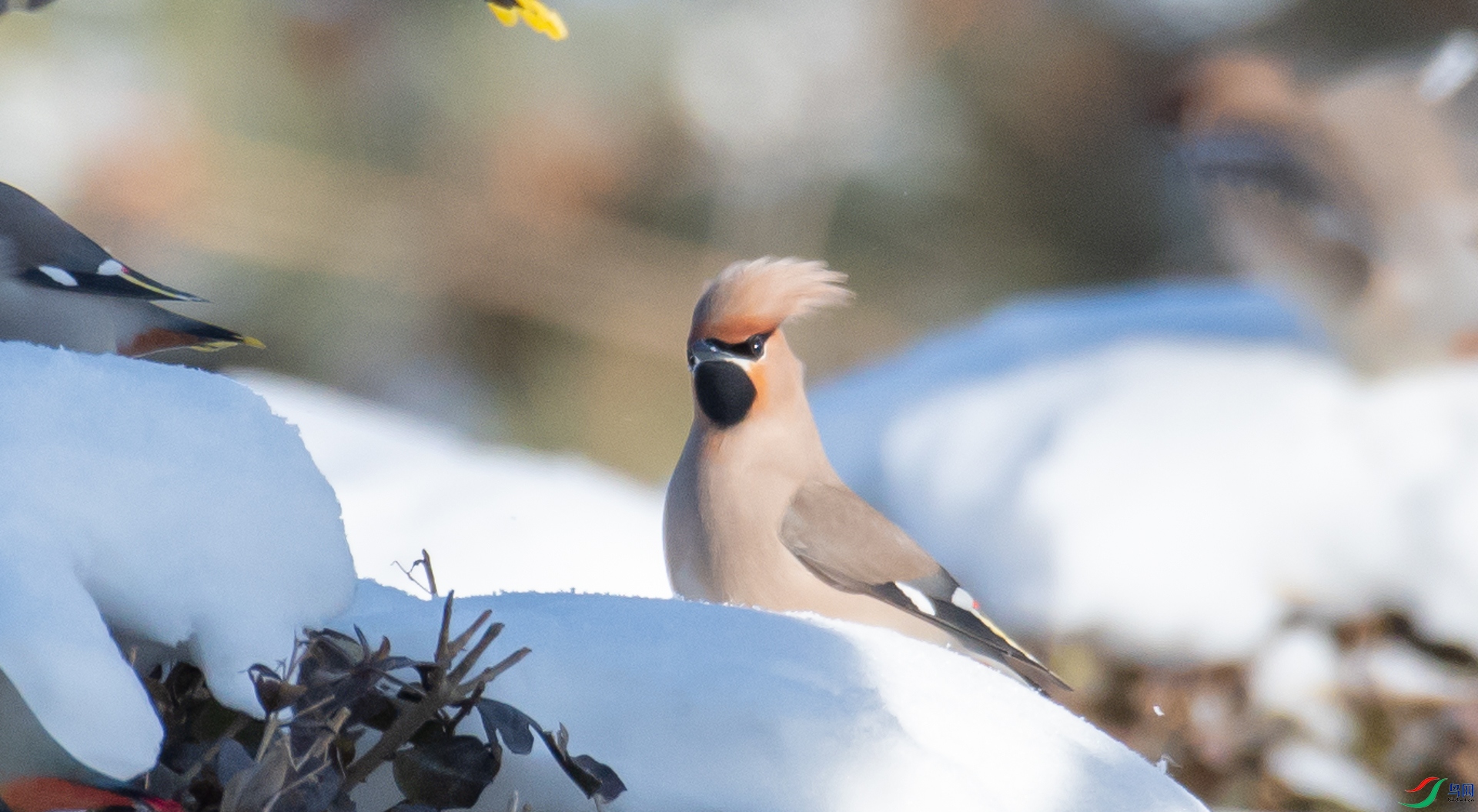 DSC_1734.jpg