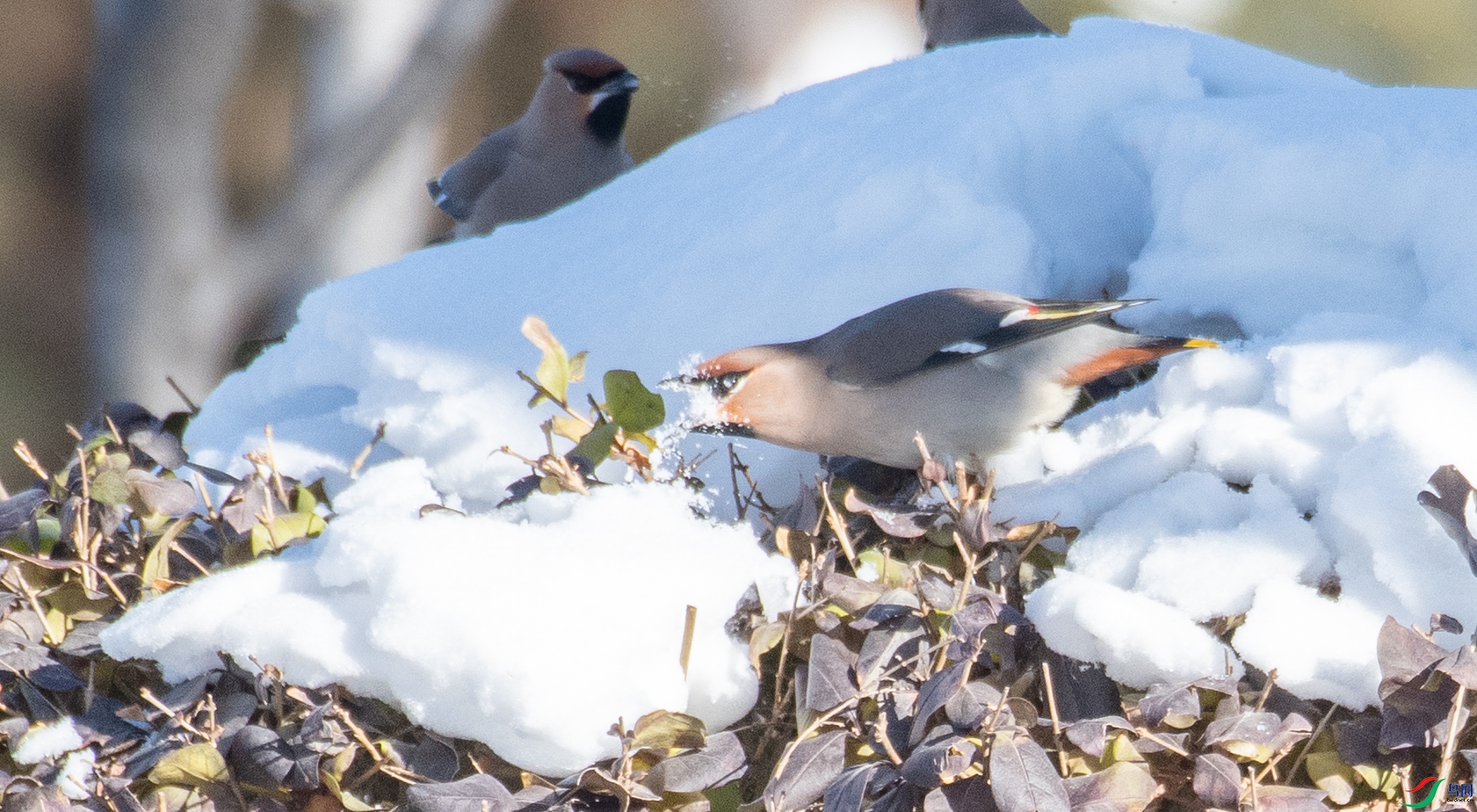 DSC_1730.jpg