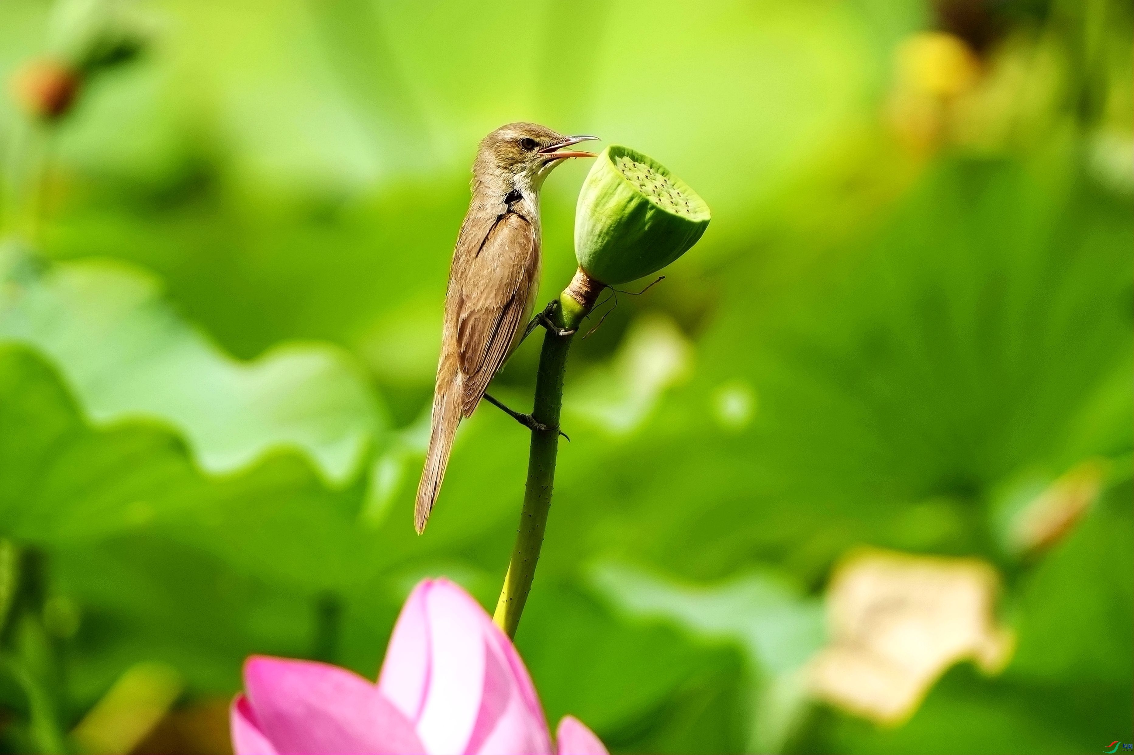 �����绰Ͳ   ����Ѹ質DSC09864_����.jpg