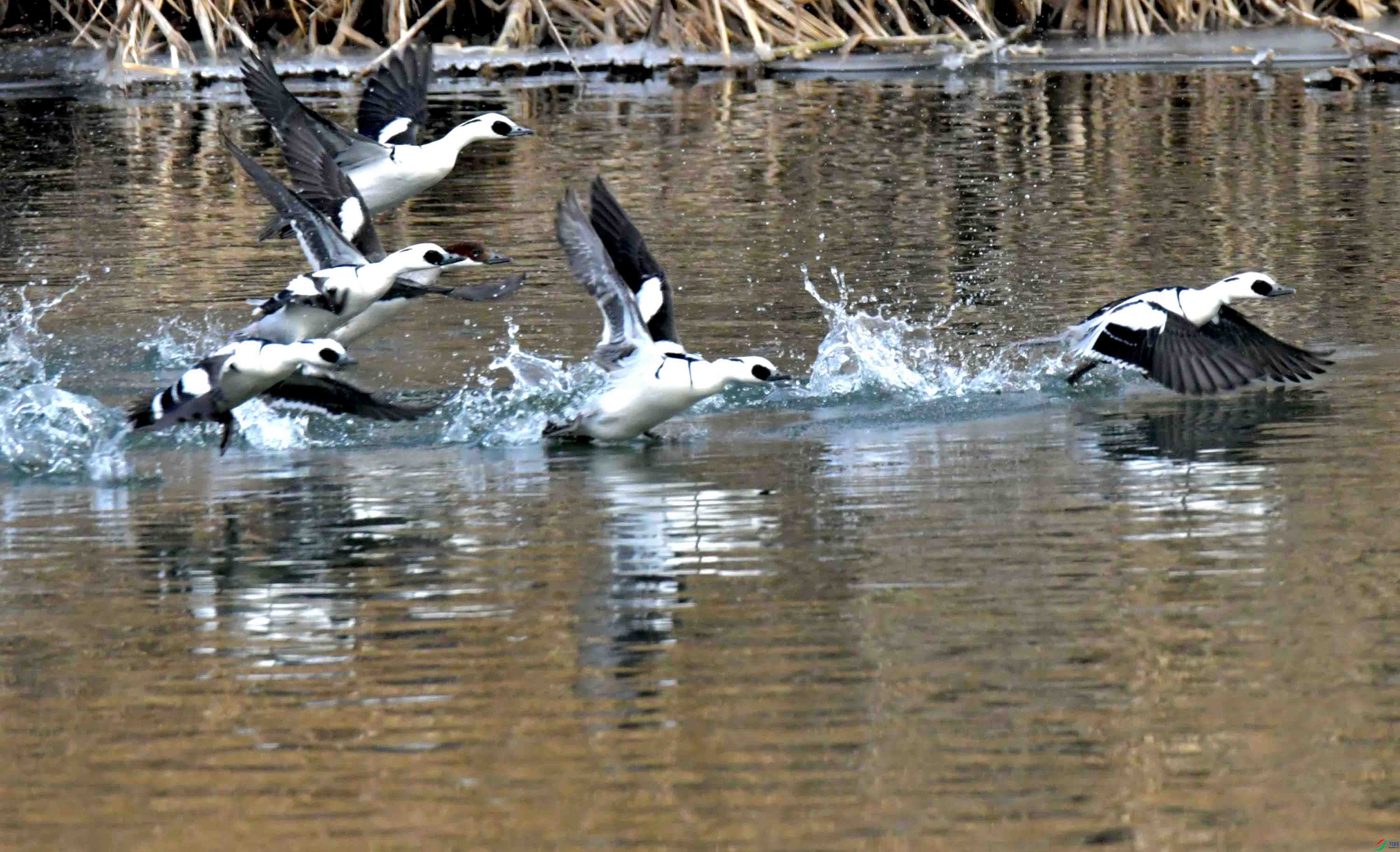 DSC_8738.JPG
