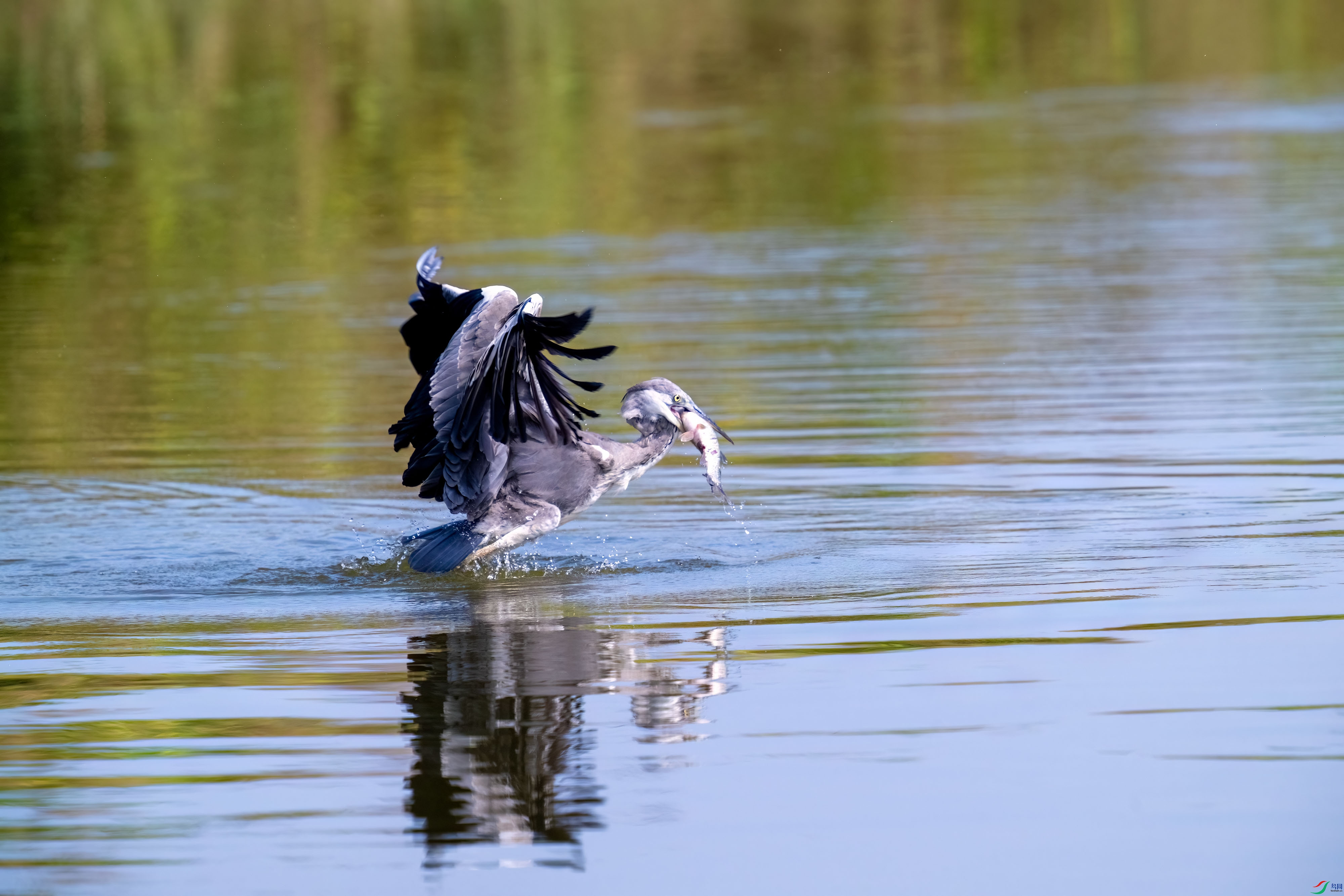 _DSC4226.jpg
