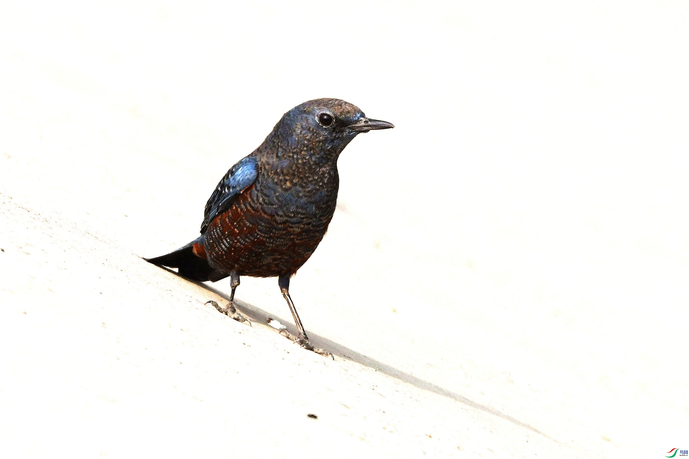 DSC_2691_����.jpg