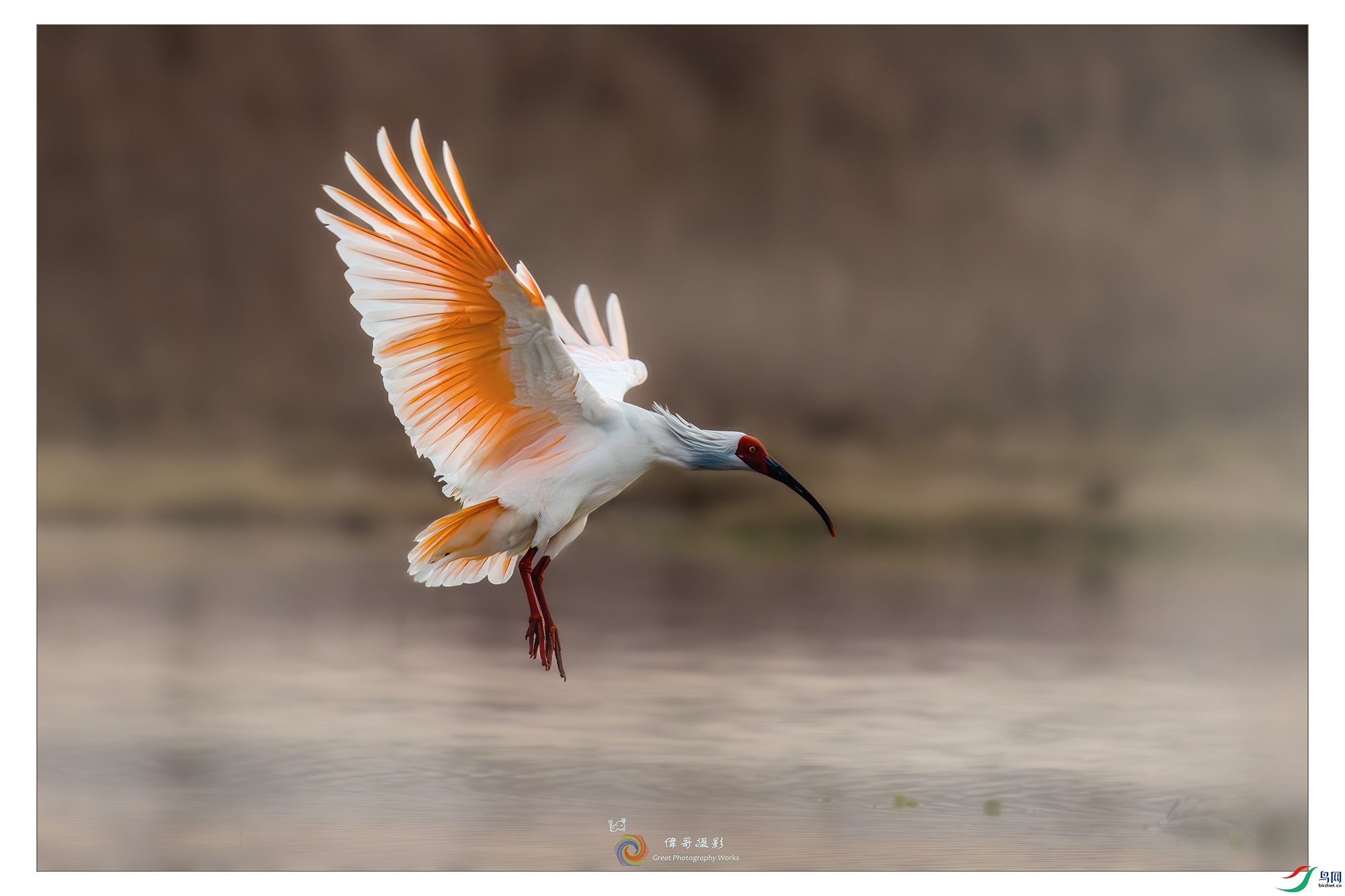 LZW08267-����ǿ-NR ����.jpg