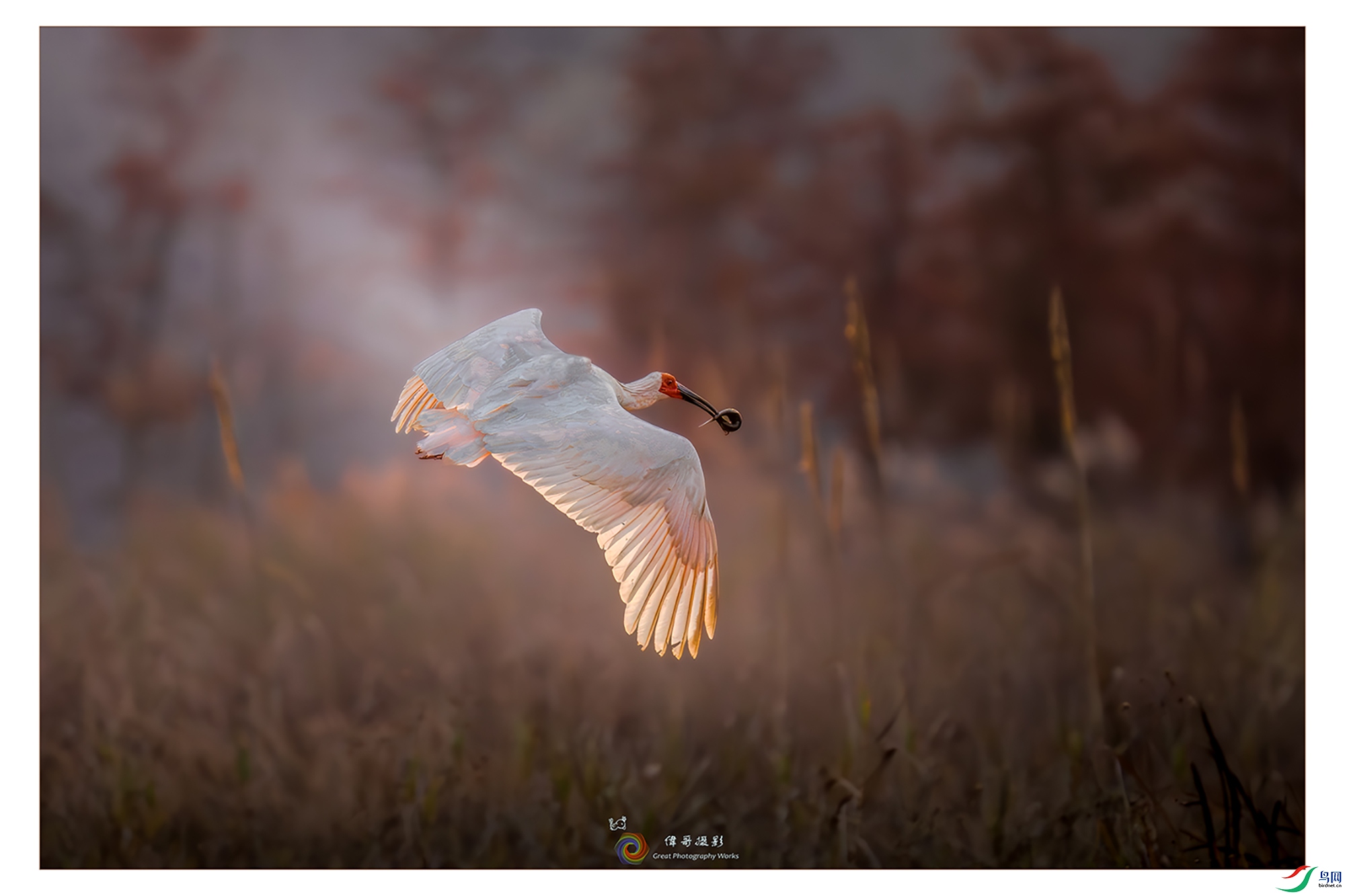 LZW00831-����ǿ-NR ����.jpg