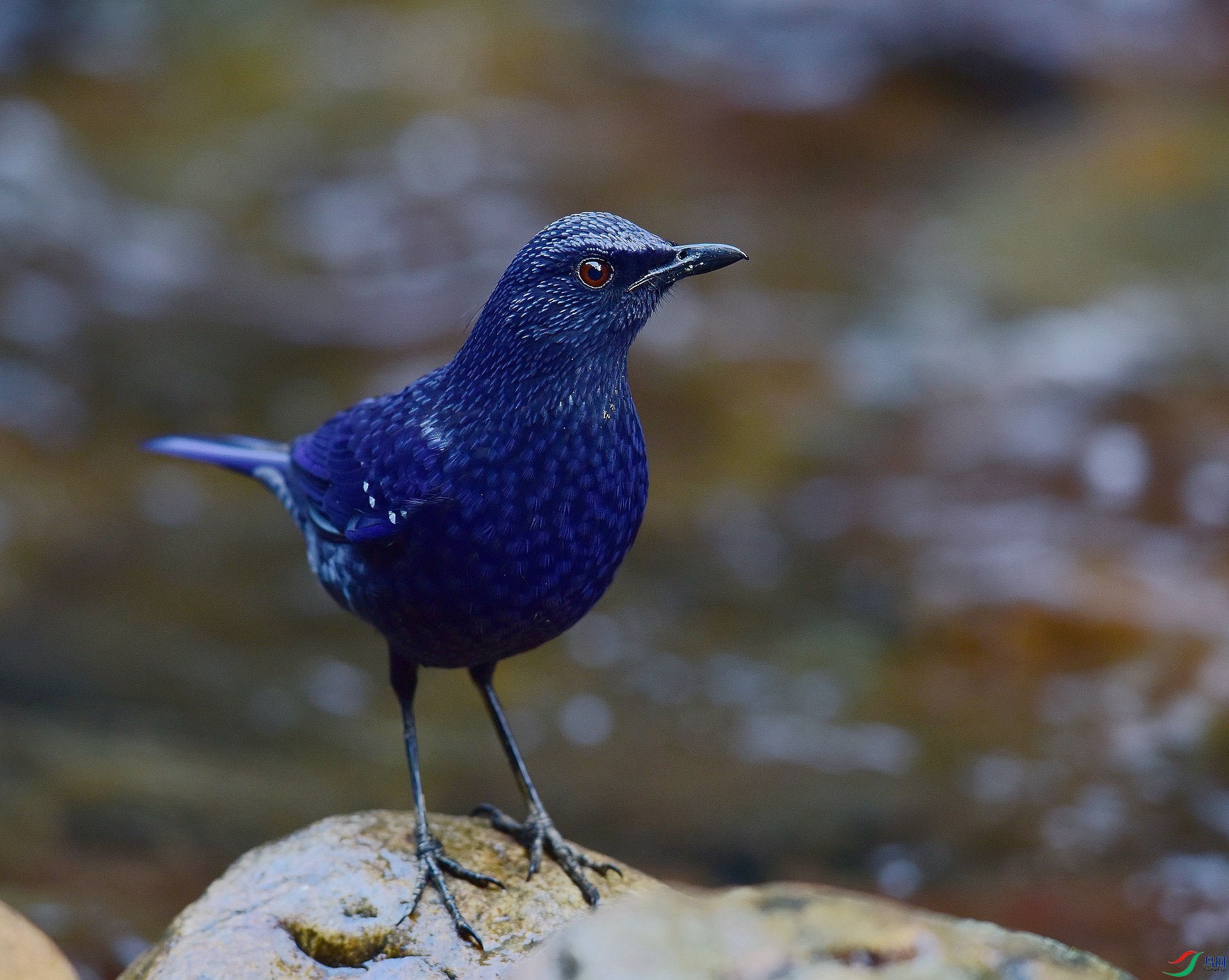 D8I_8170.jpg