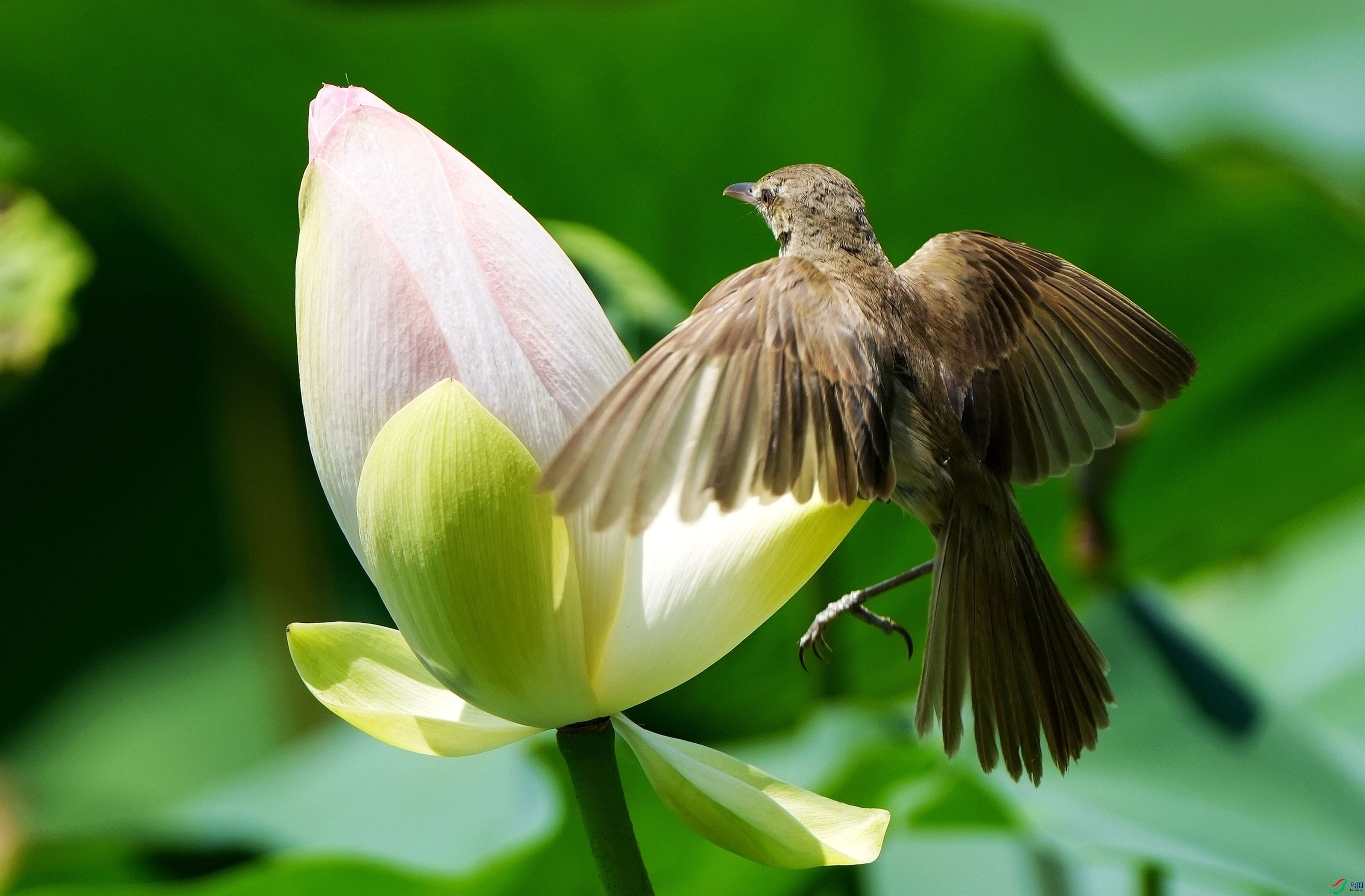 ���Ϻɻ�DSC09865_����.jpg