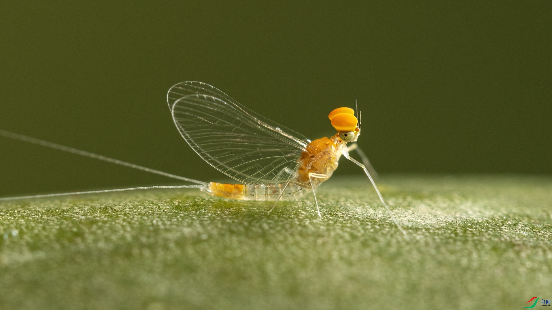 4K1A7390.jpg