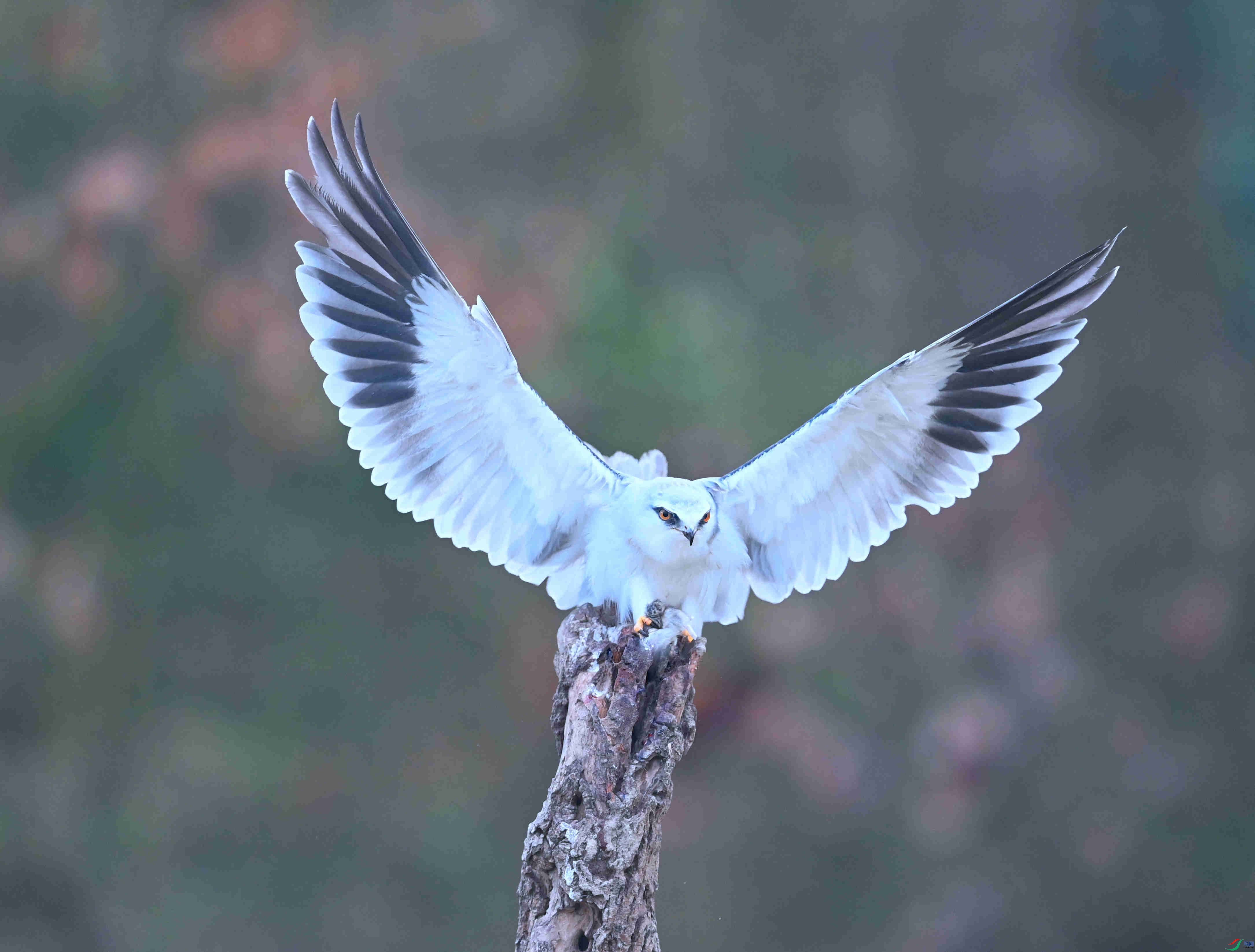 DSC_6840_���� ����_����.jpg