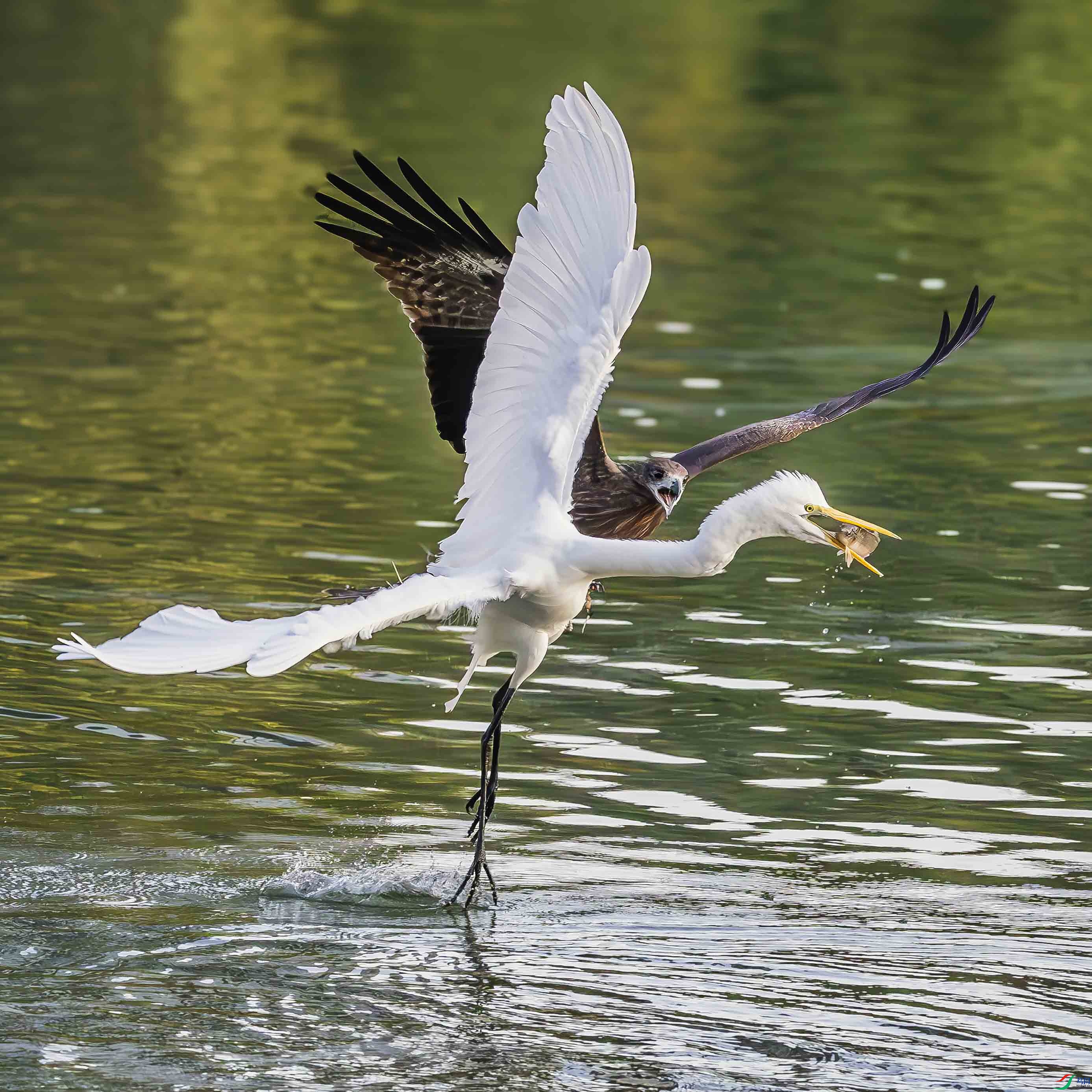 ��ӥ������