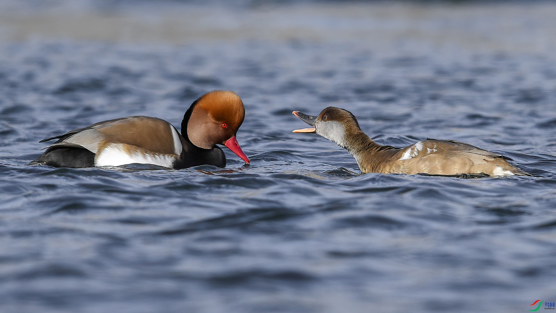 DSC_5nn748.jpg