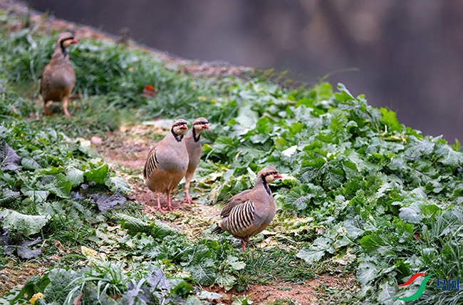 DSC_7081A.jpg