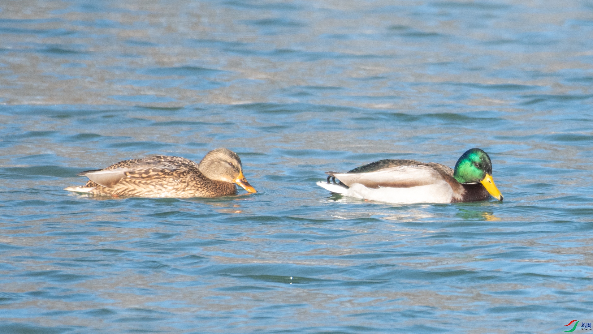 DSC_2384.jpg