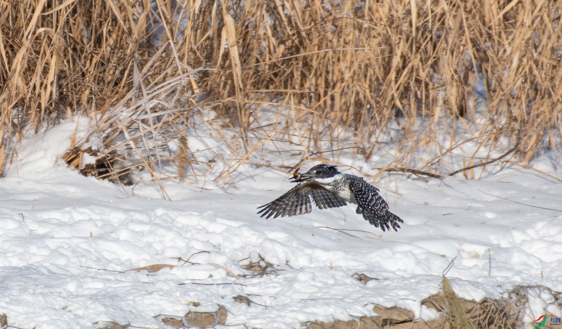 DSC_2256.jpg