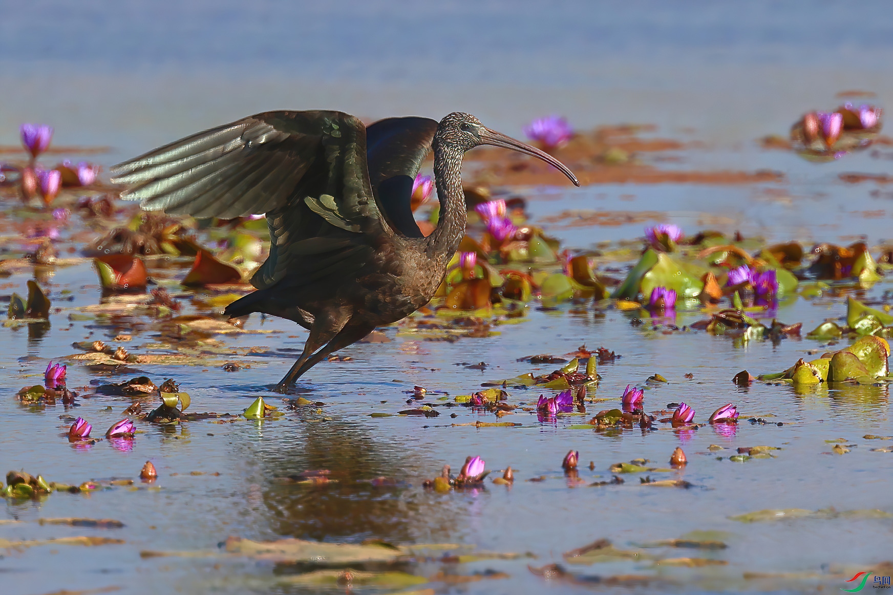 ���в��q��