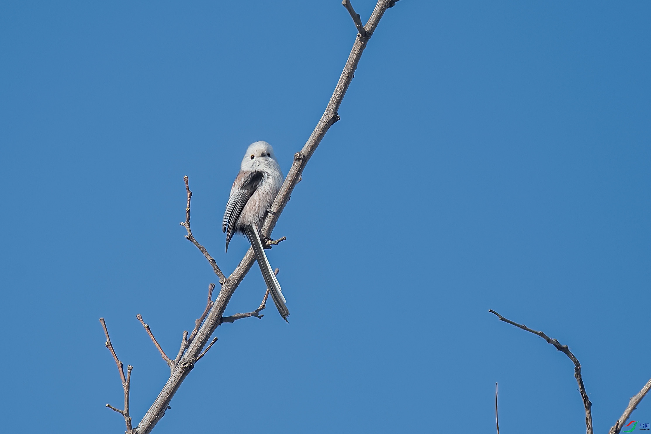 DSC_2510 ����.jpg