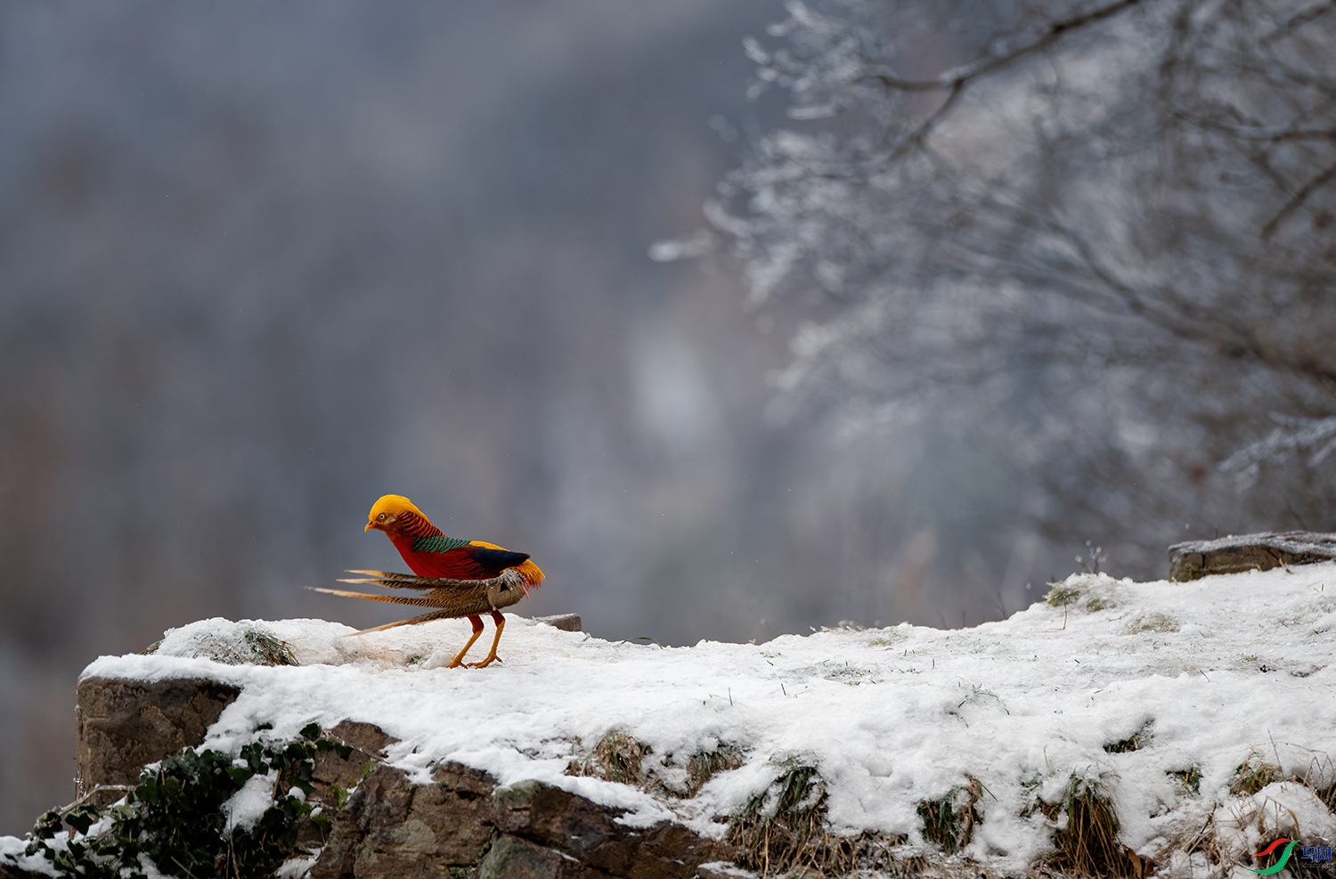 DSC_7721A.jpg