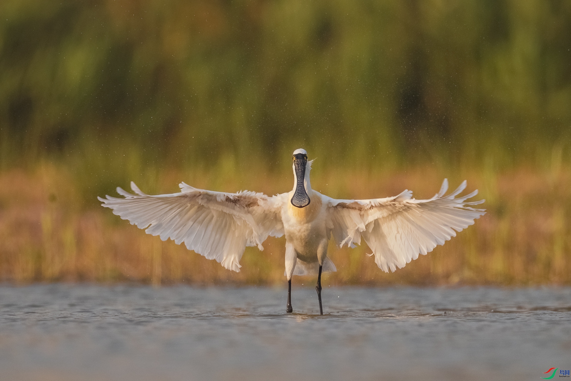 BP1I1751-�༭ ����.jpg