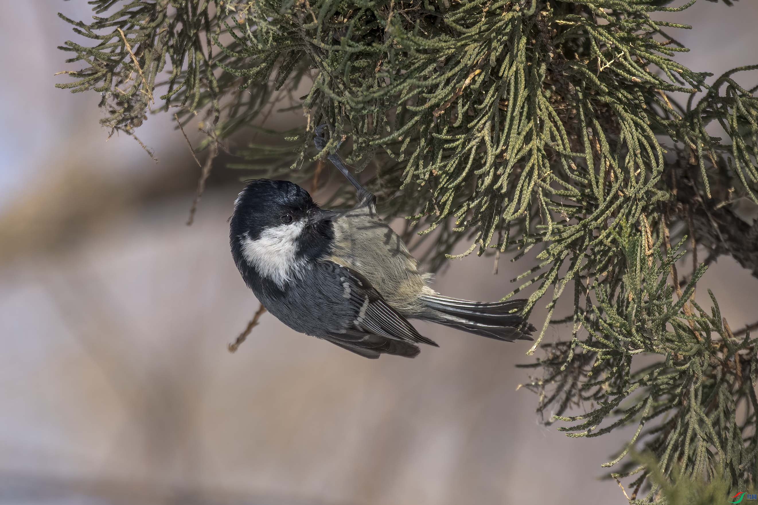 DSC_2272 ����.jpg