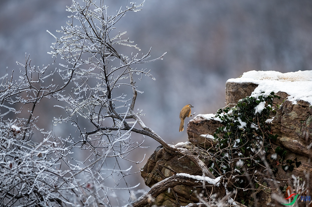 DSC_8326A.jpg