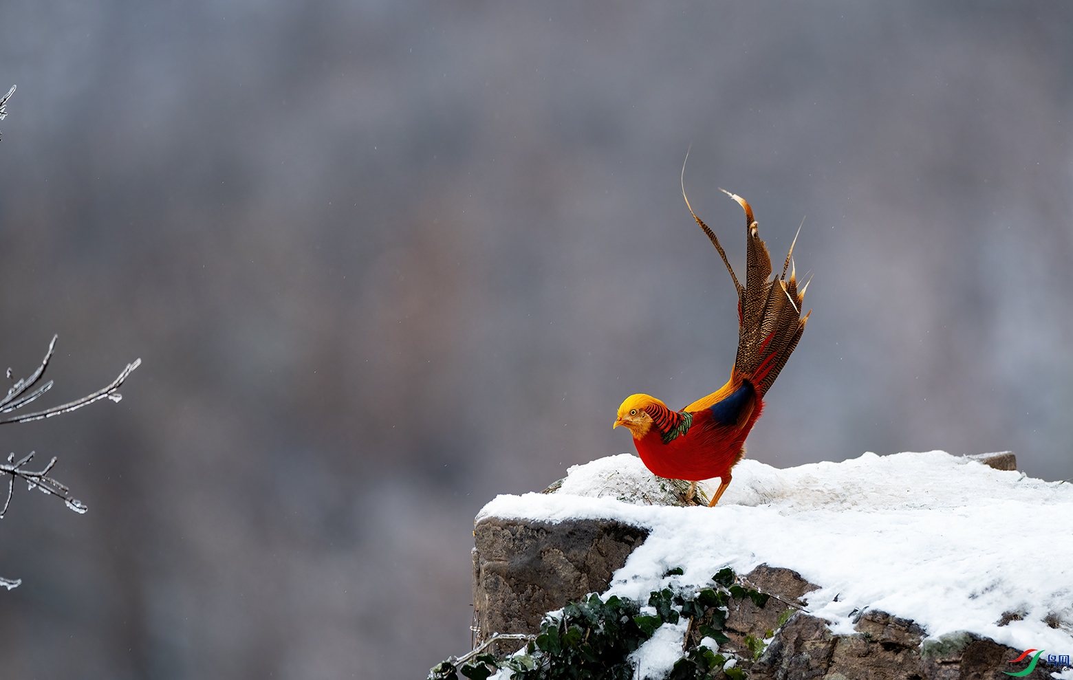 DSC_7933A.jpg